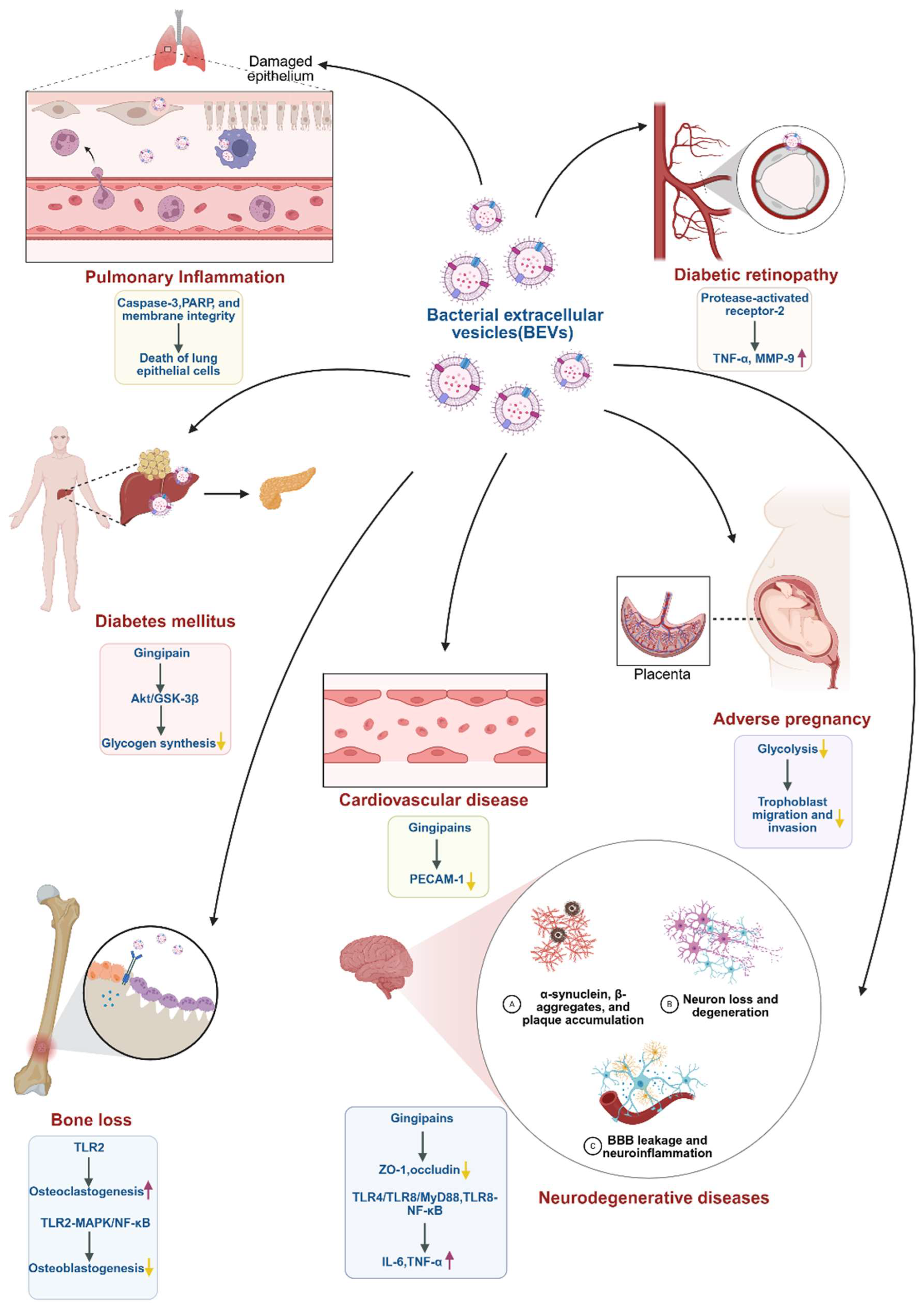 Biomedicines 13 02521 g002