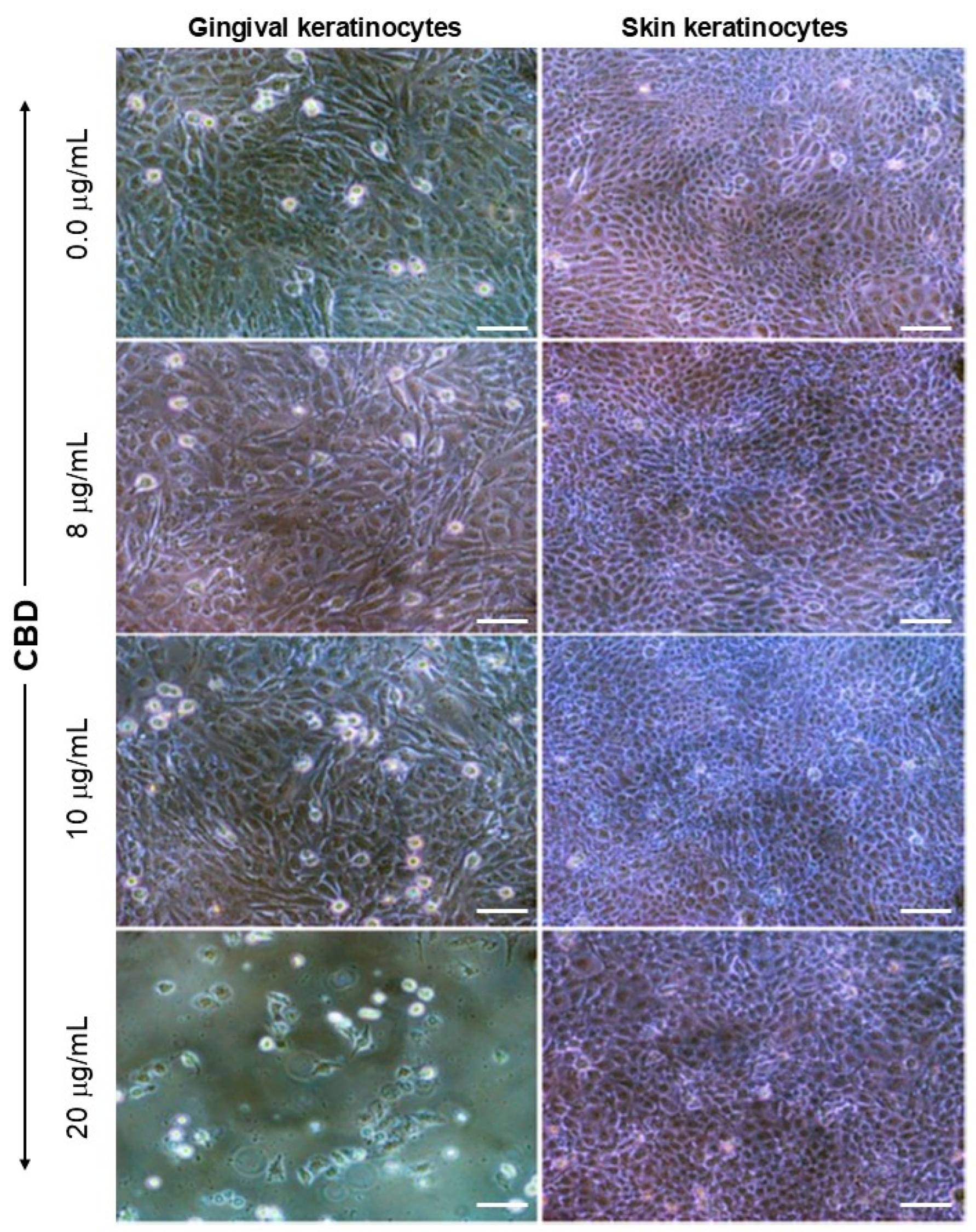 Biomedicines 13 02541 g001
