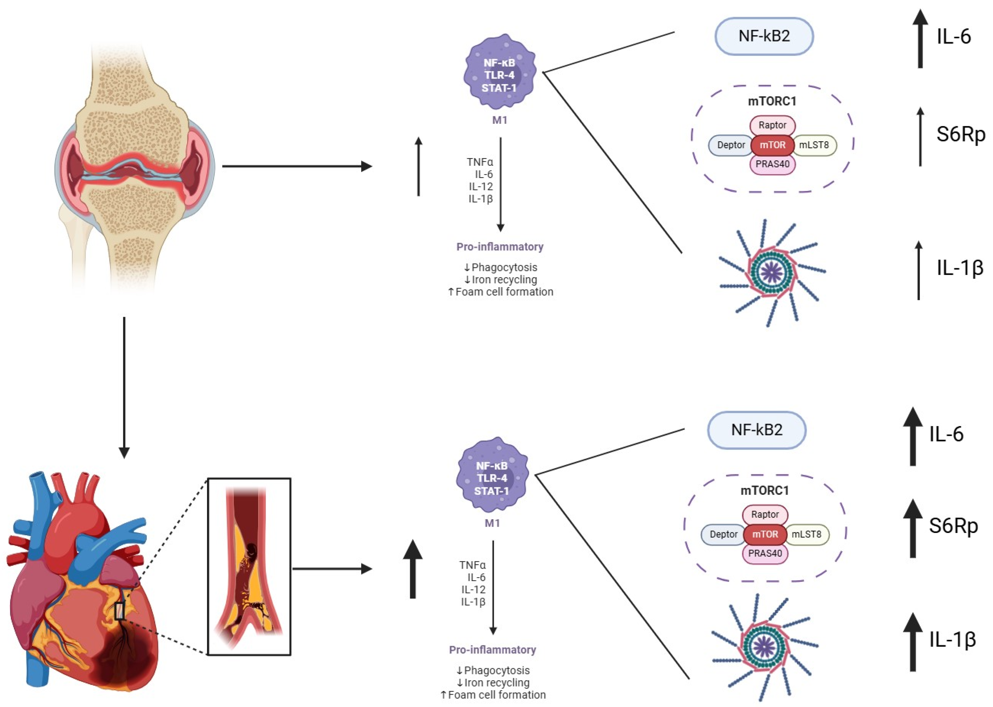 Biomedicines 13 02578 g006