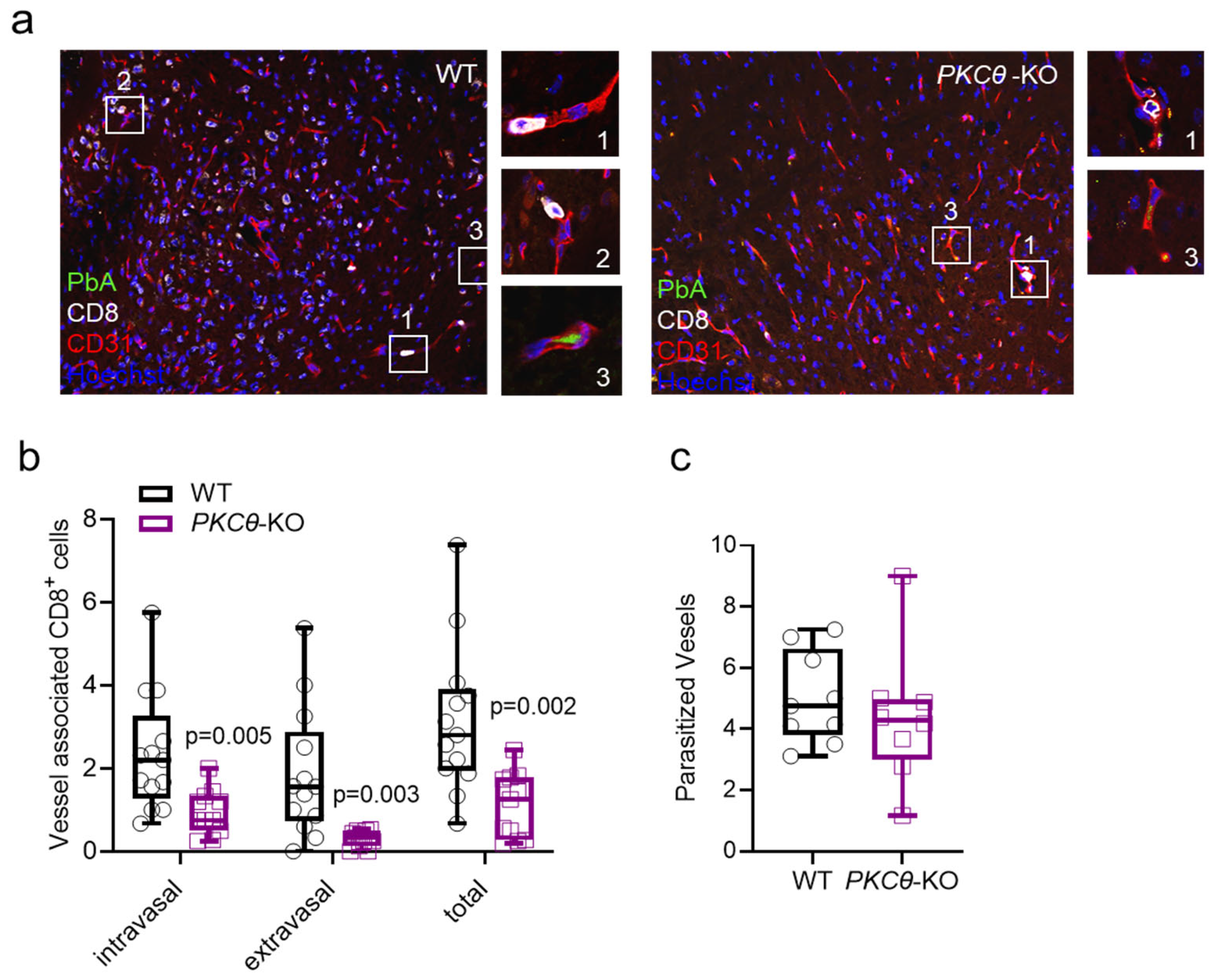 Biomedicines 13 02582 g003