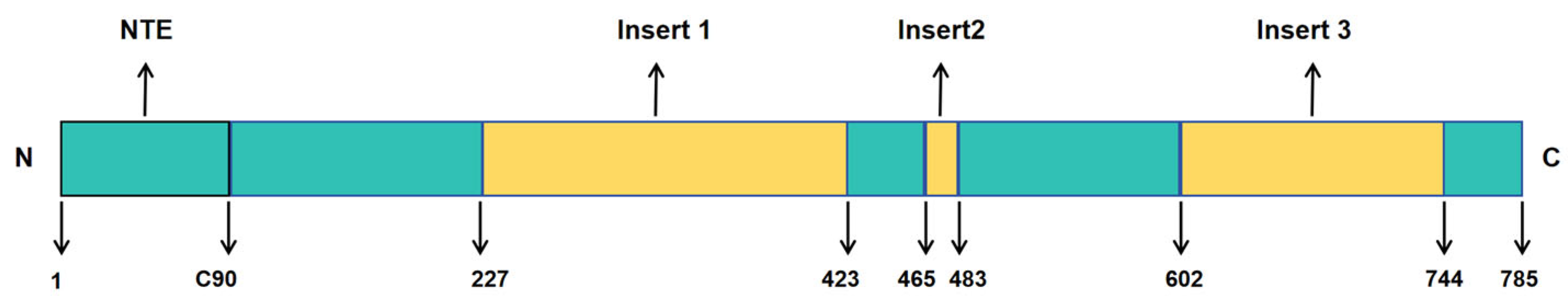 Biomedicines 13 02586 g001 Biomedicines 13 02586 g001