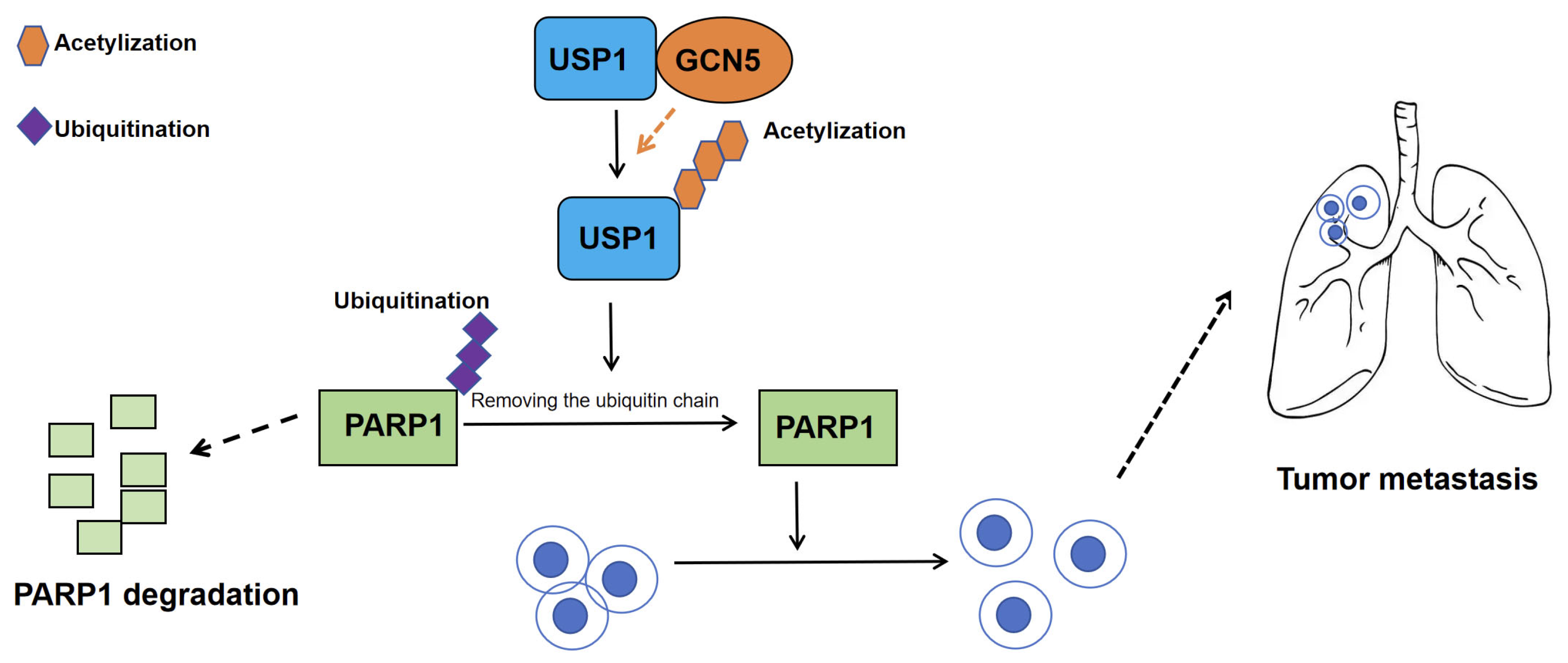 Biomedicines 13 02586 g002 Biomedicines 13 02586 g002