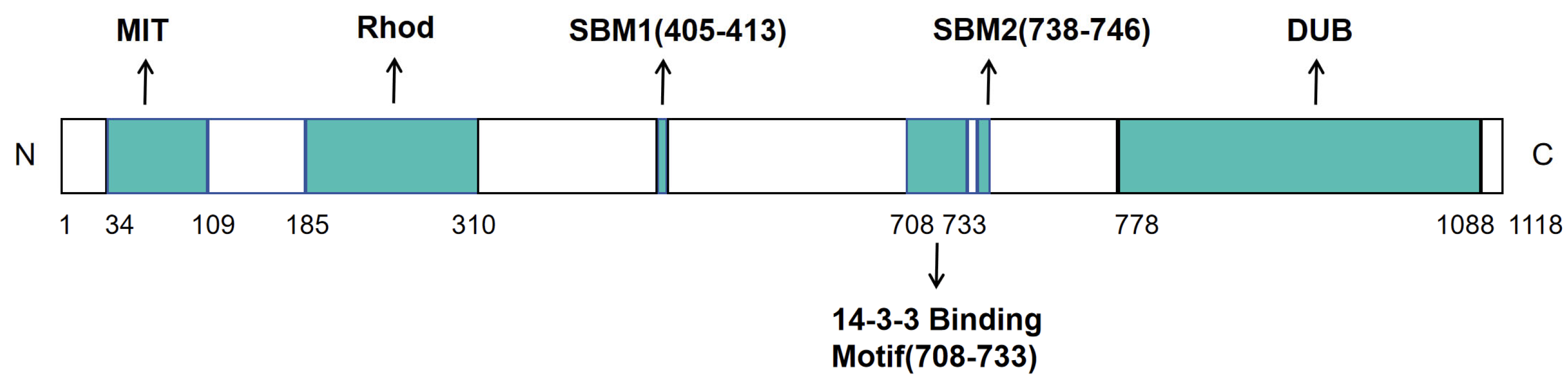 Biomedicines 13 02586 g003 Biomedicines 13 02586 g003