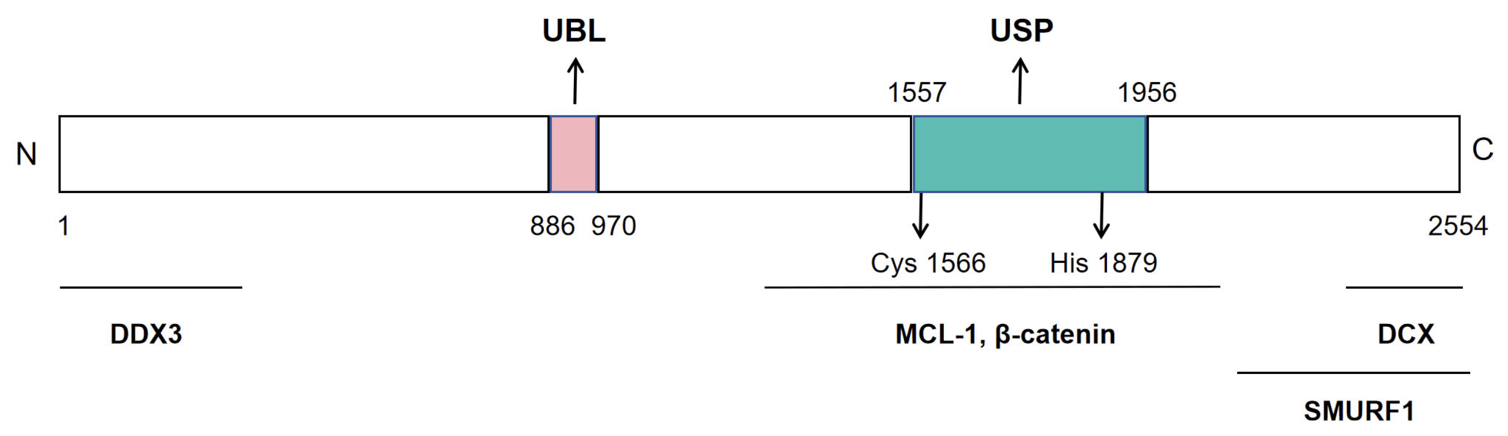 Biomedicines 13 02586 g005 Biomedicines 13 02586 g005