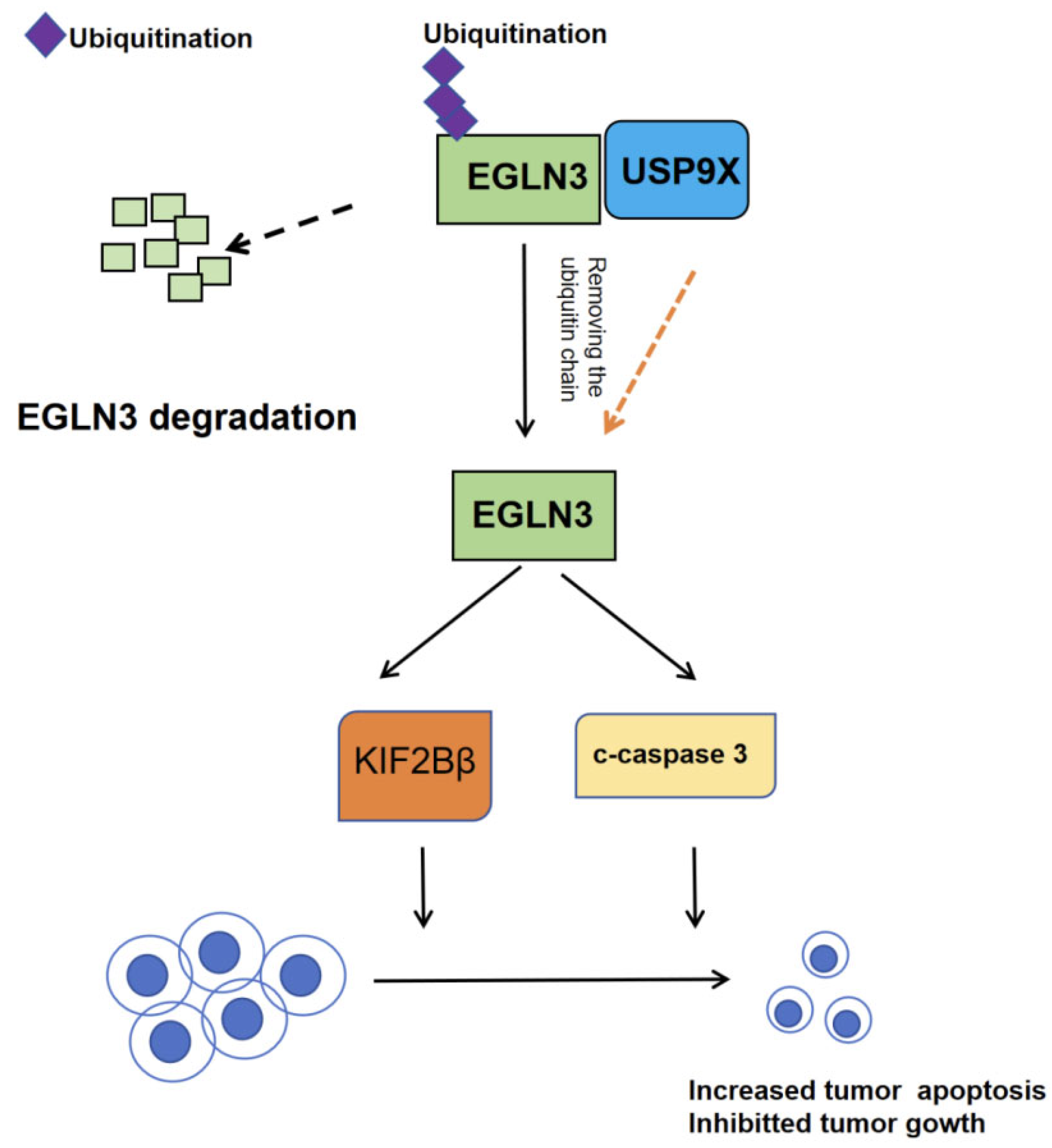 Biomedicines 13 02586 g006 Biomedicines 13 02586 g006