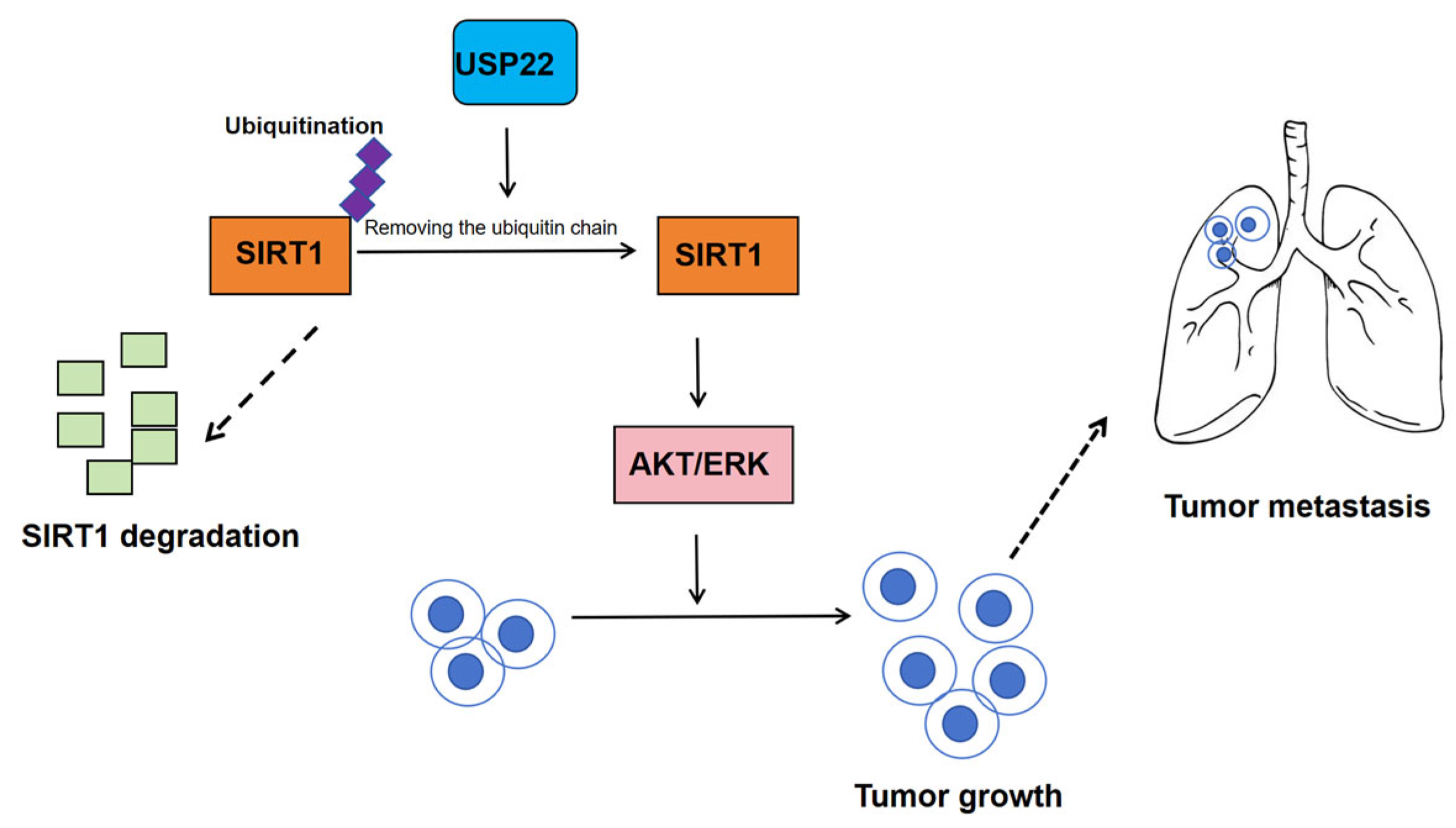 Biomedicines 13 02586 g010 Biomedicines 13 02586 g010