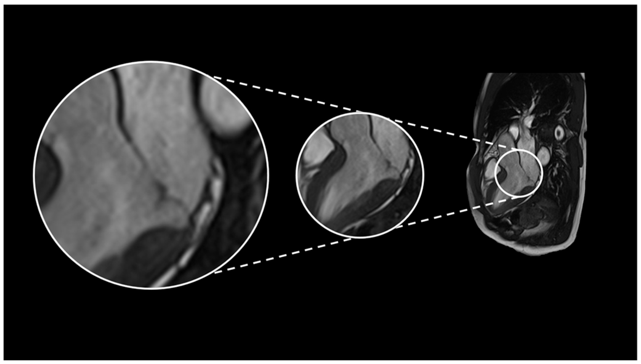 Biomedicines 13 02589 g001