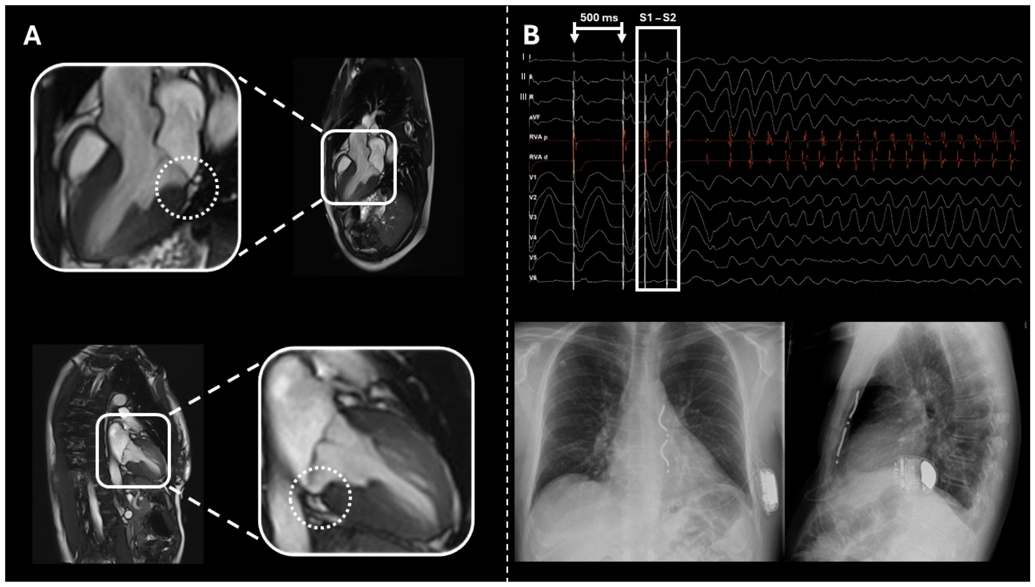 Biomedicines 13 02589 g003