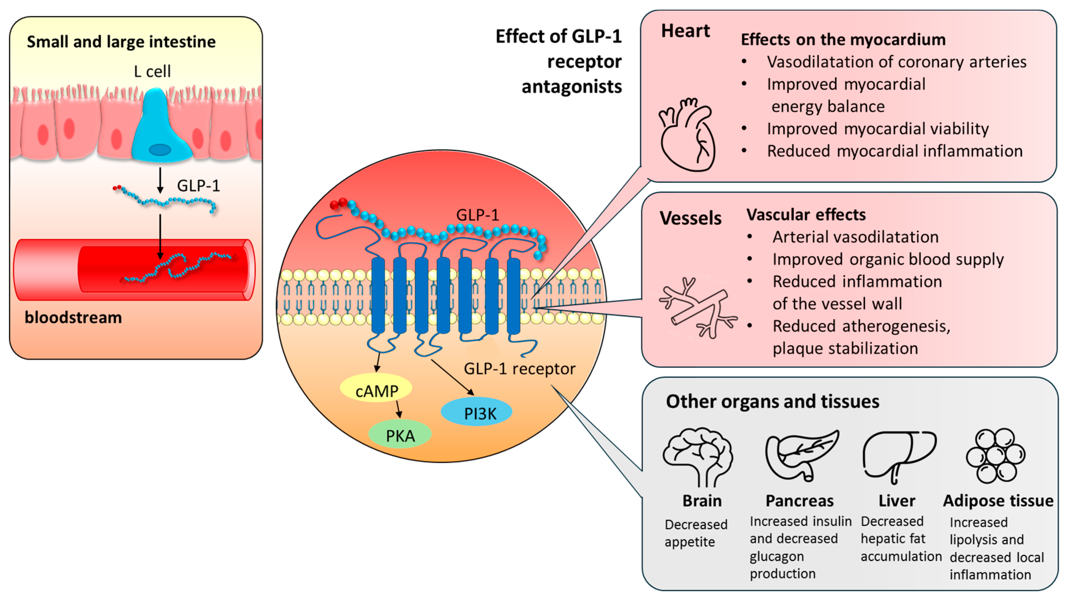 Biomedicines 13 02595 g001