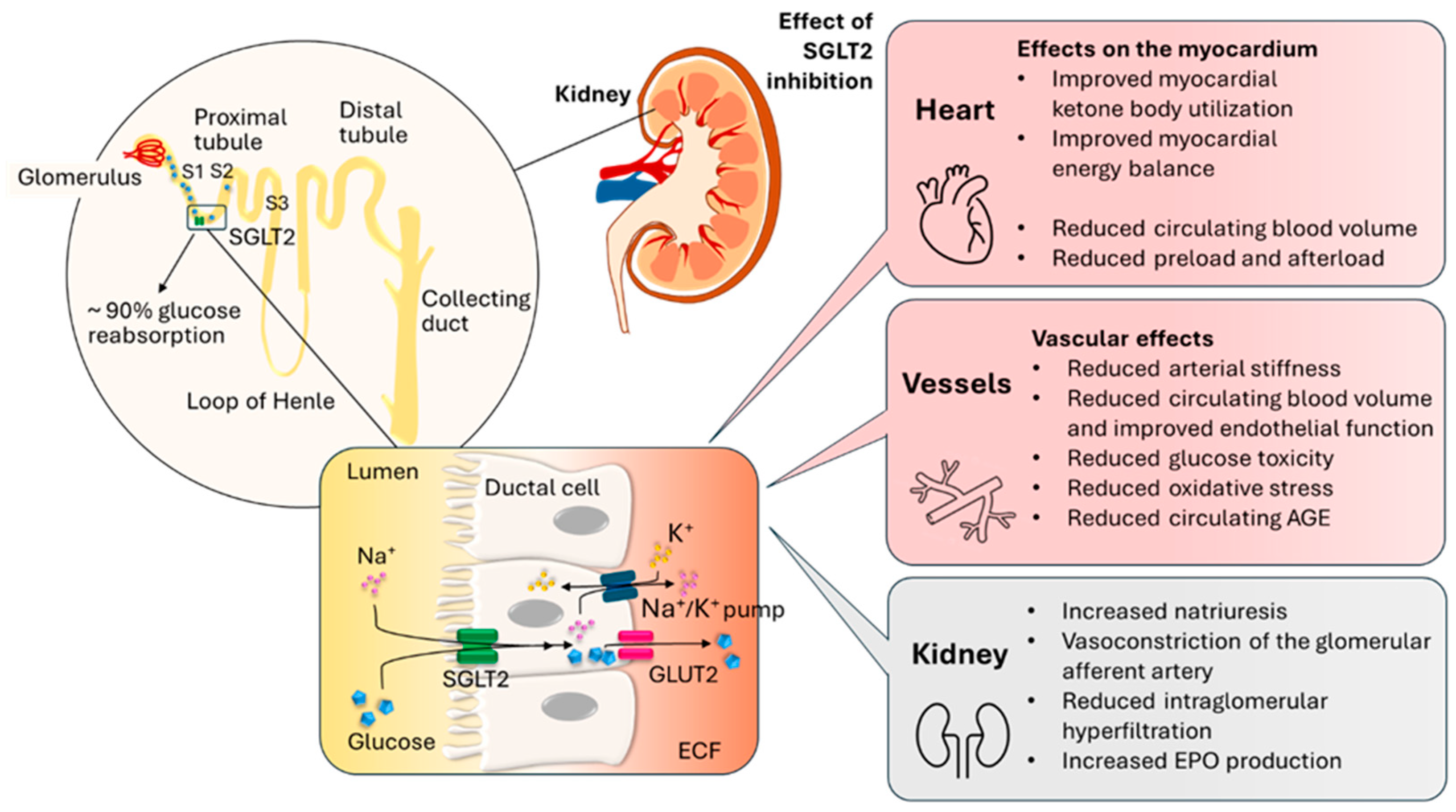 Biomedicines 13 02595 g002