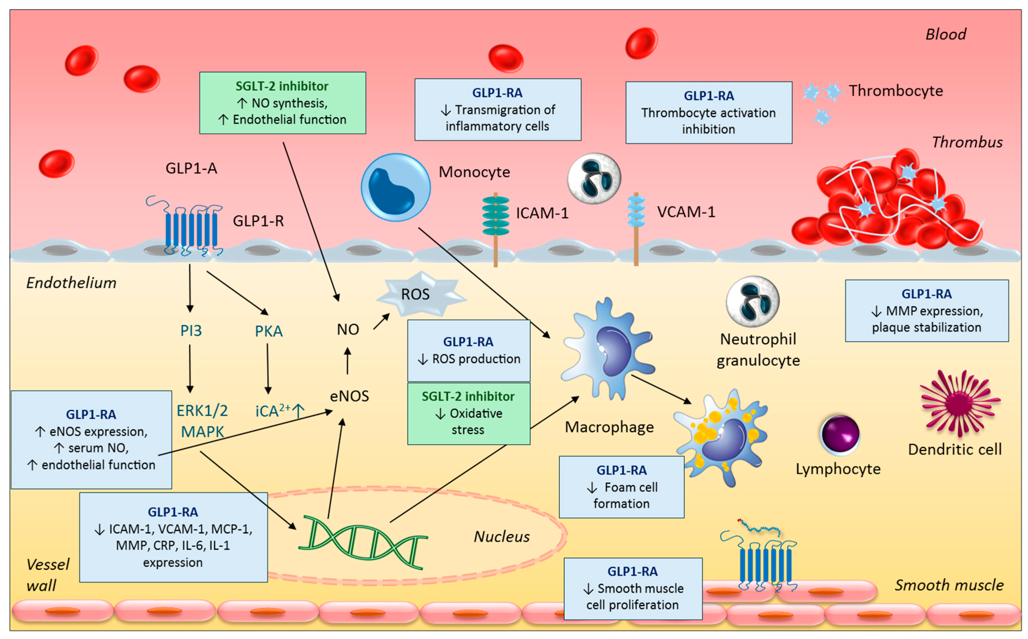 Biomedicines 13 02595 g003
