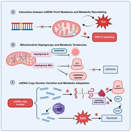 The Role of Mitochondrial Genome Stability and Metabolic