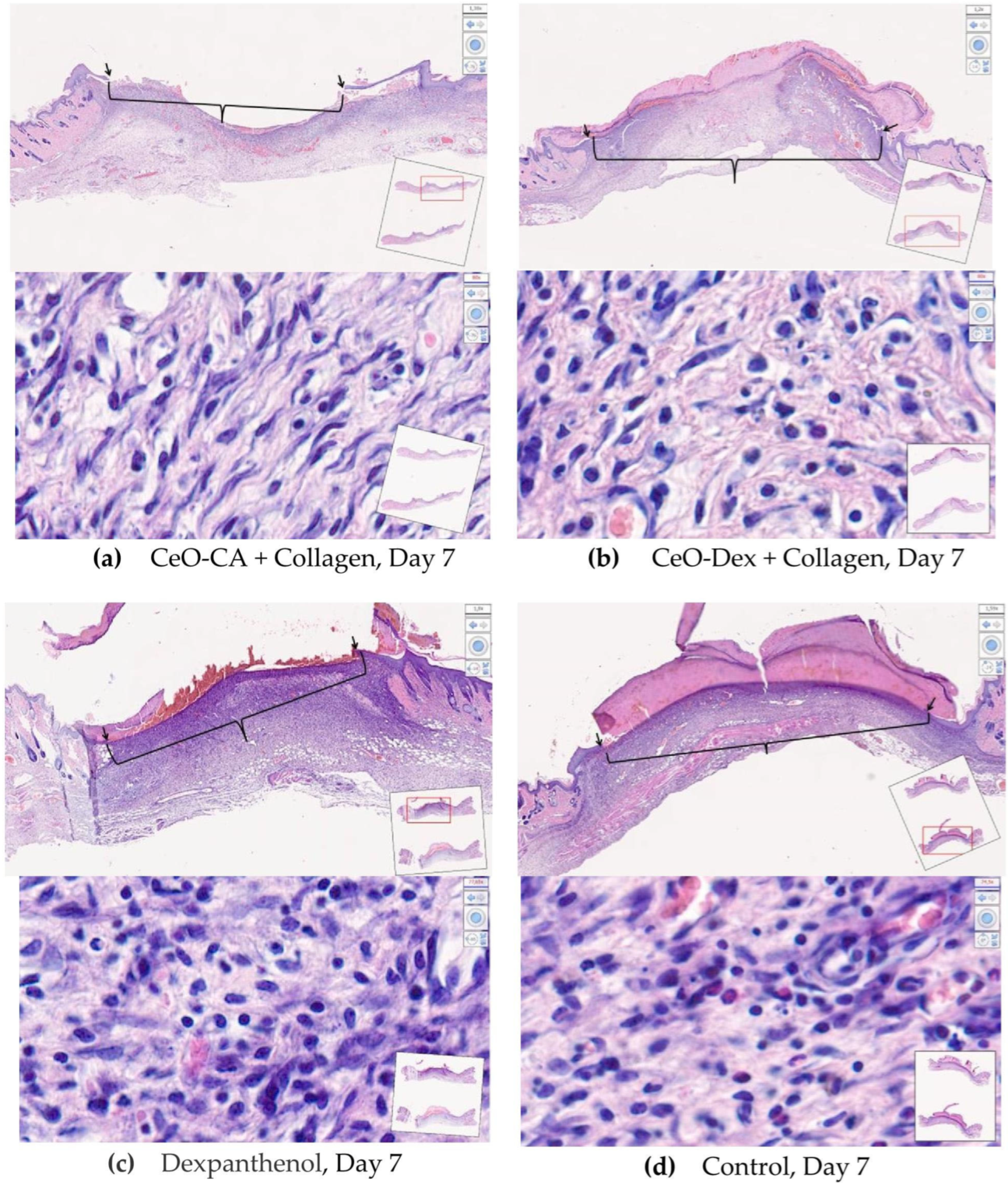Biomedicines 13 02623 g013