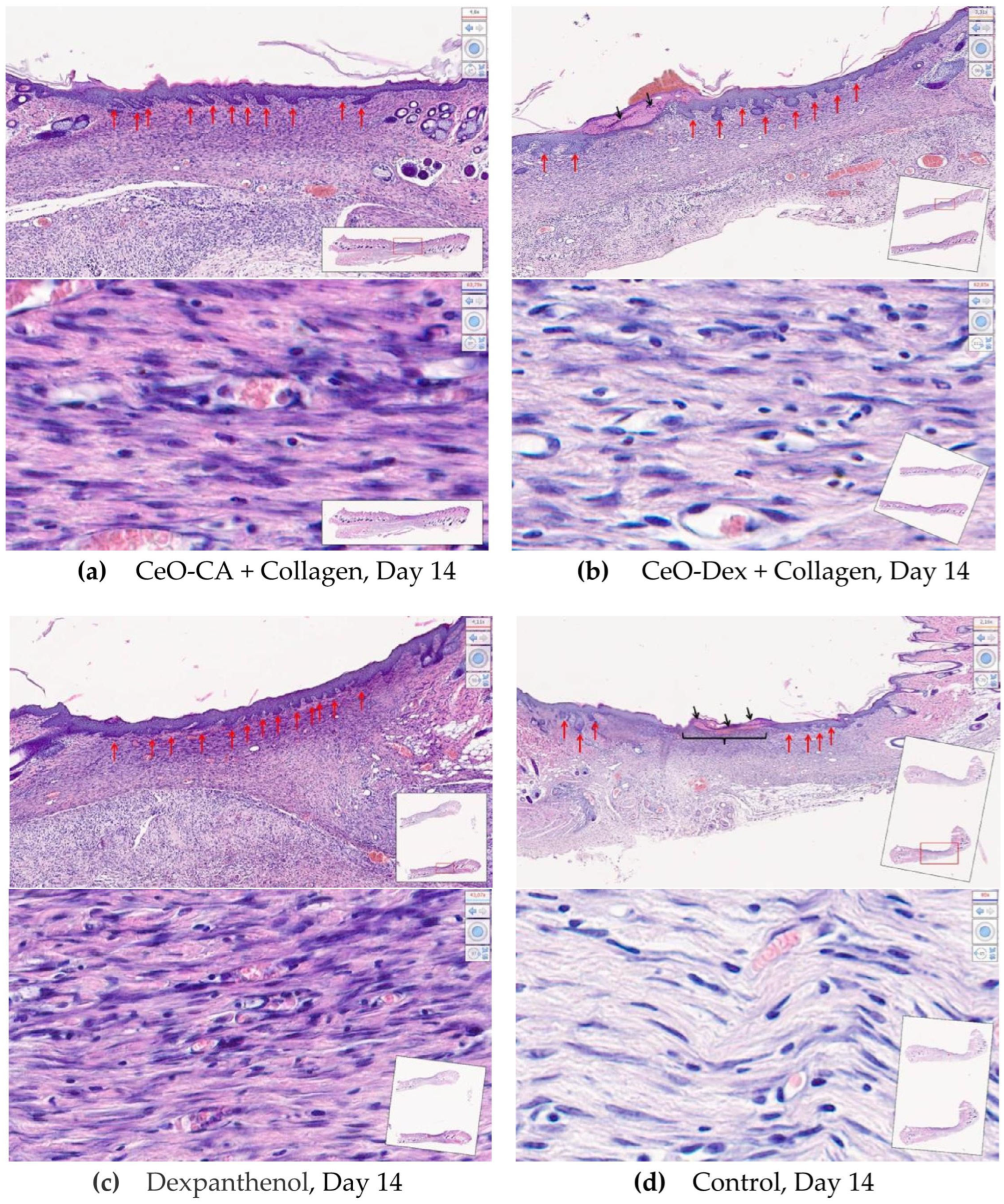 Biomedicines 13 02623 g015