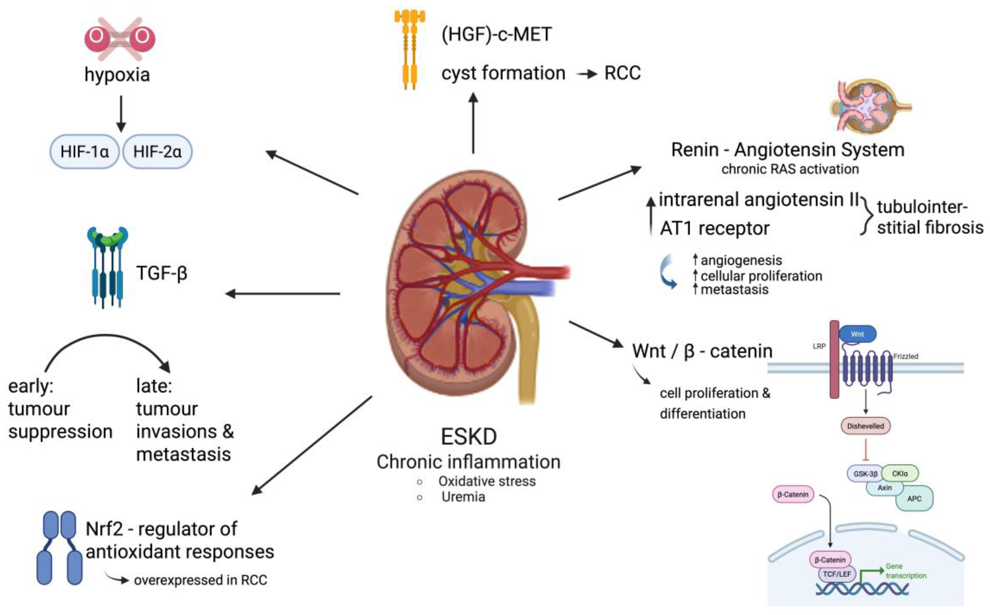 Biomedicines 13 02638 g002 Biomedicines 13 02638 g002
