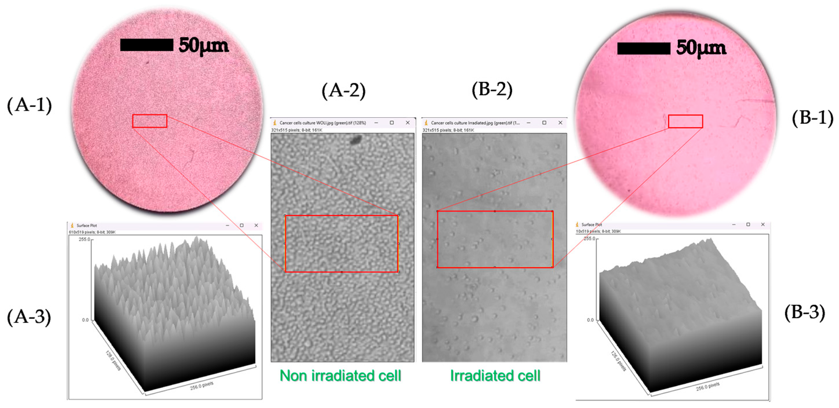 Biomedicines 13 02649 g005 Biomedicines 13 02649 g005