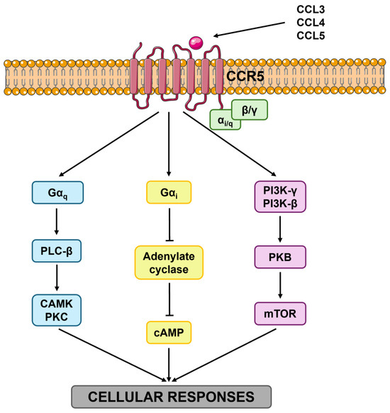 The Role of the CCR5 Receptor in Neuropathic Pain Modulation
