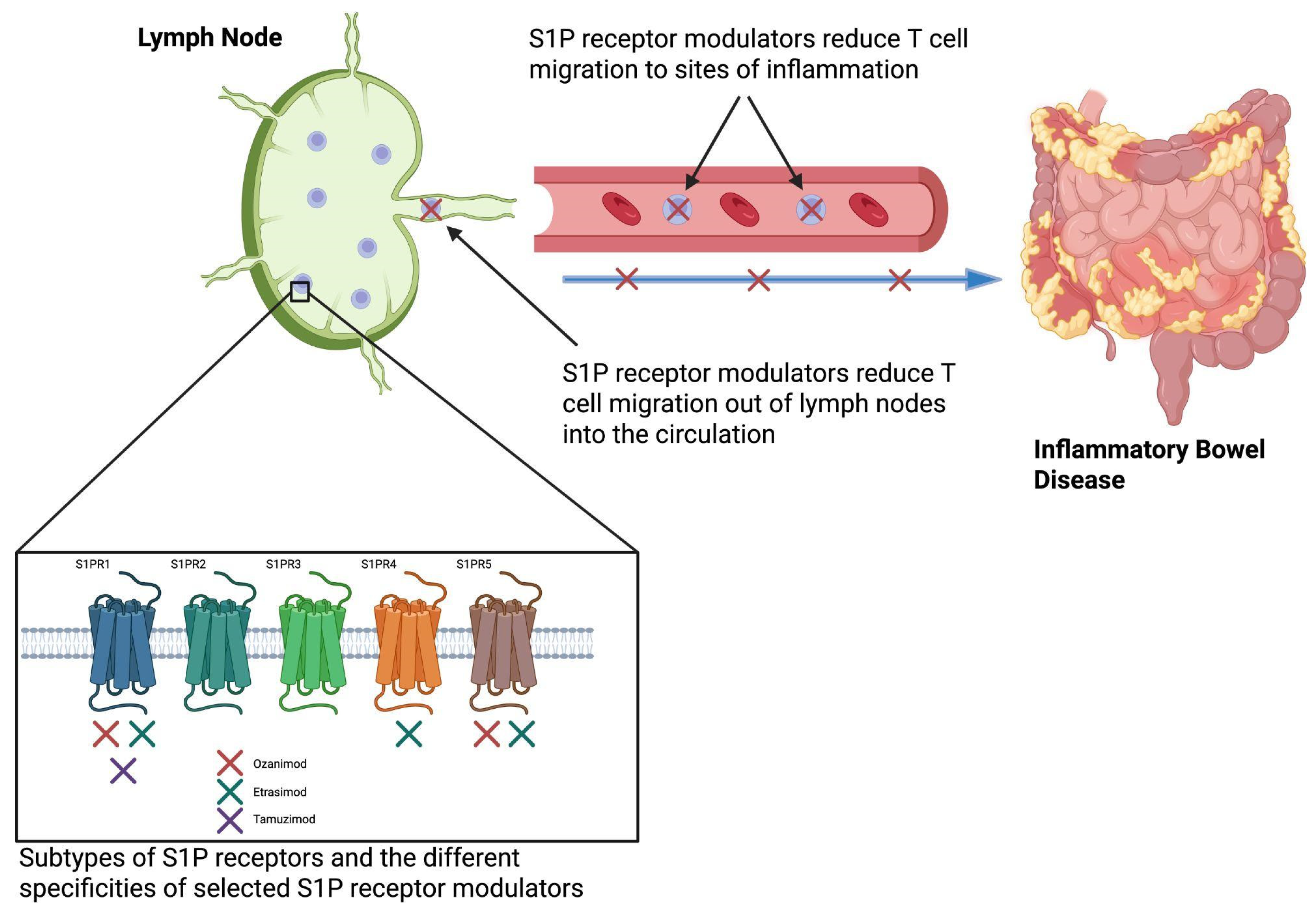 Biomedicines 13 02655 g001 Biomedicines 13 02655 g001