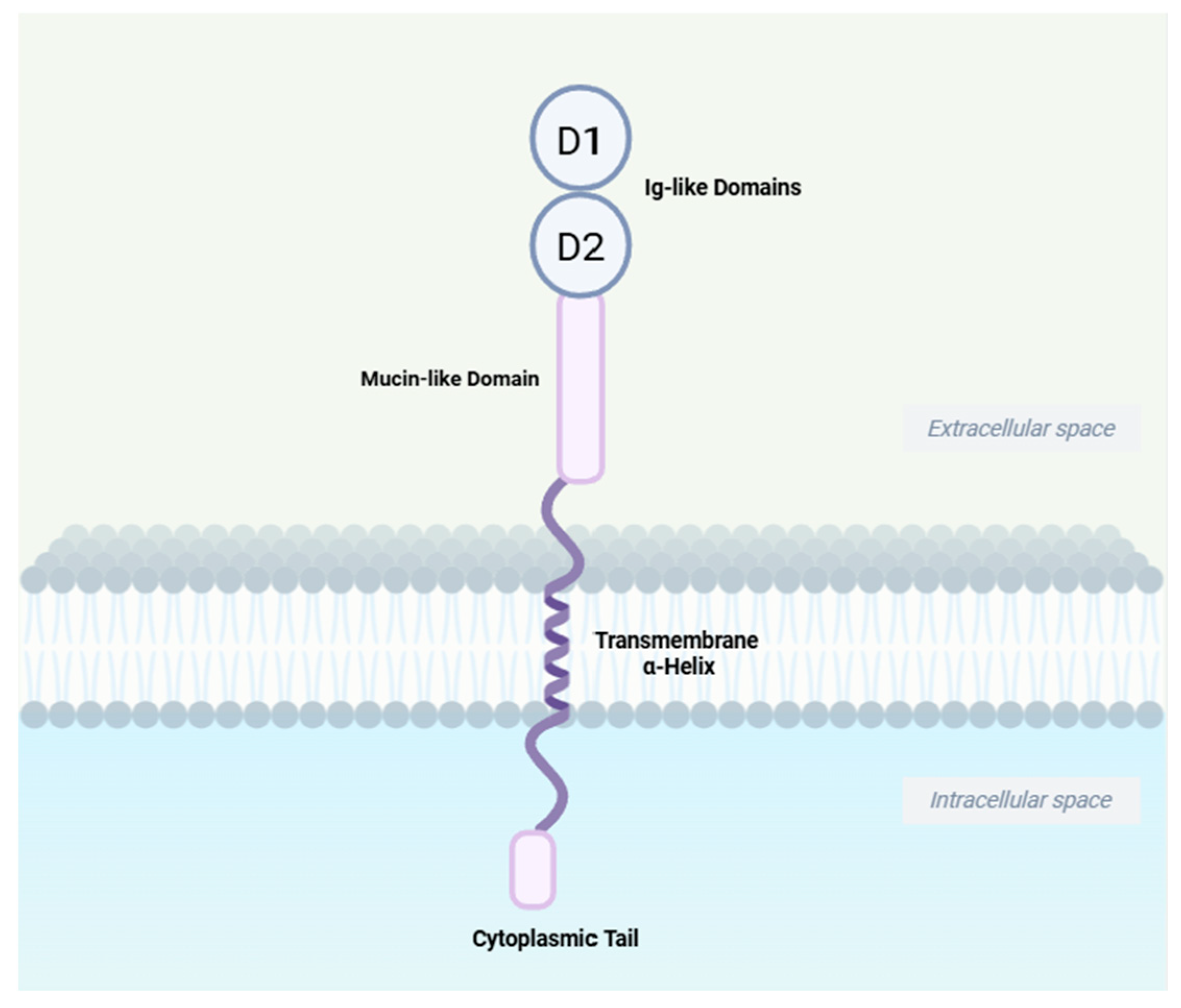 Biomedicines 13 02659 g002 Biomedicines 13 02659 g002