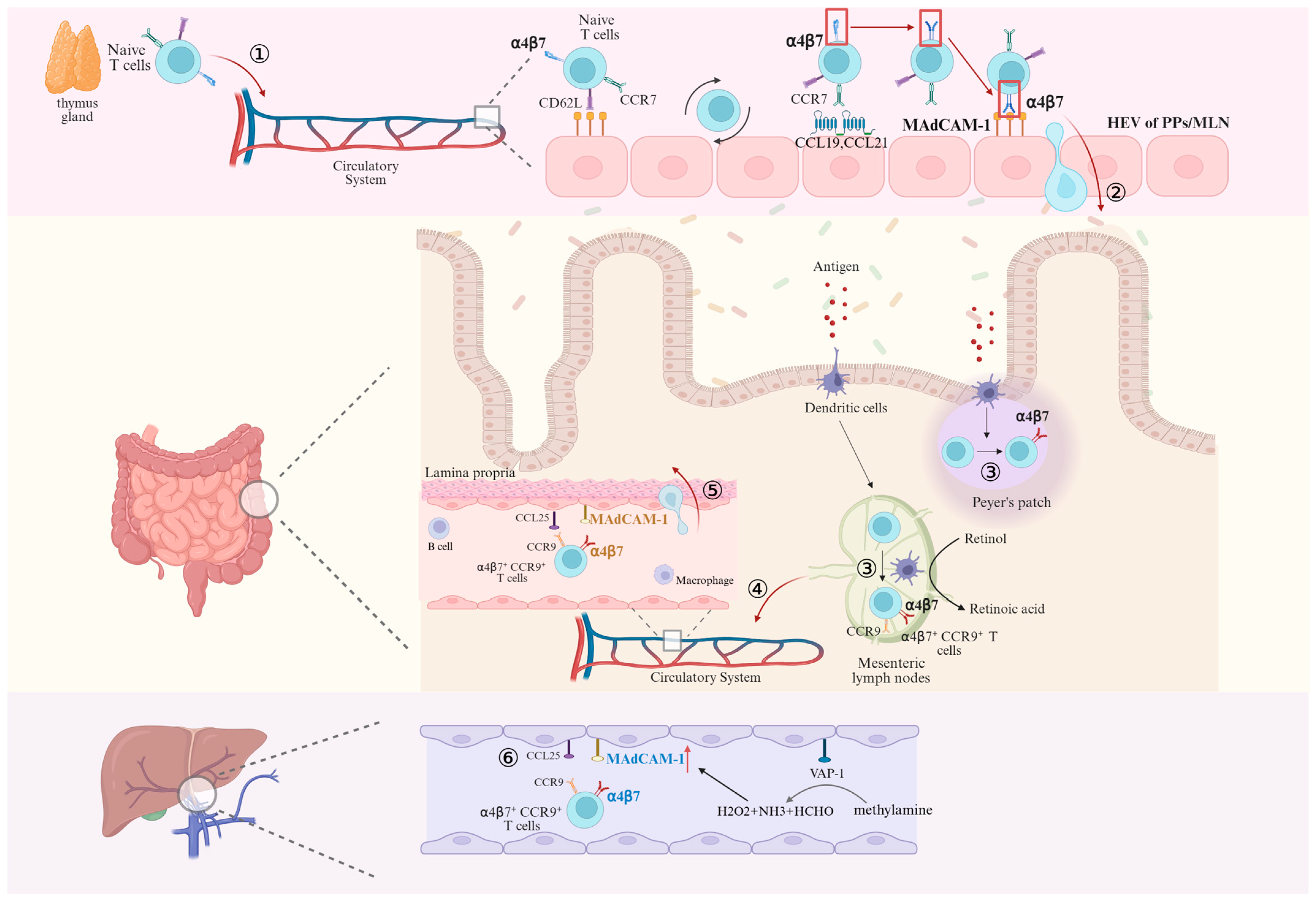 Biomedicines 13 02659 g003 Biomedicines 13 02659 g003