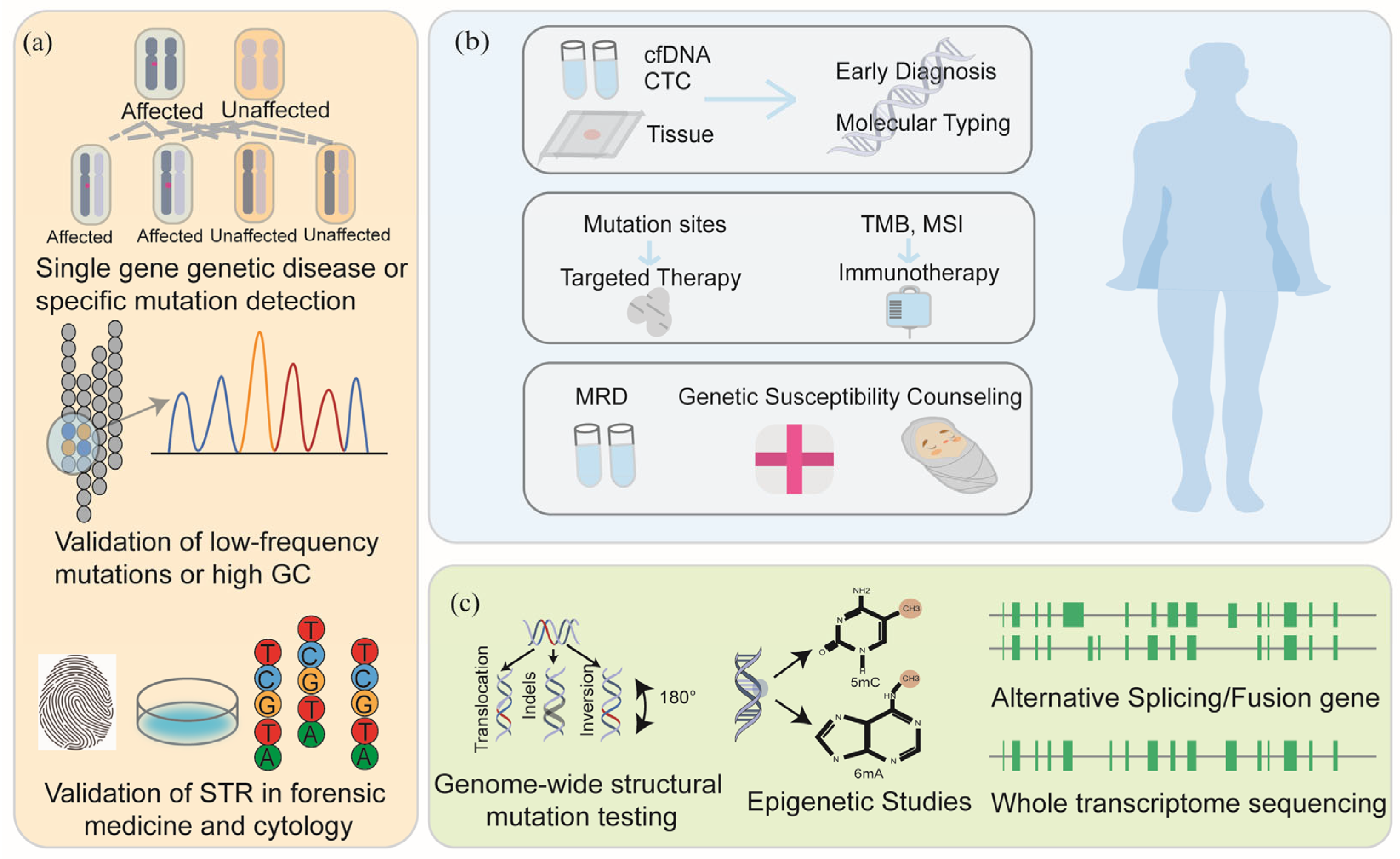 Biomedicines 13 02660 g004 Biomedicines 13 02660 g004