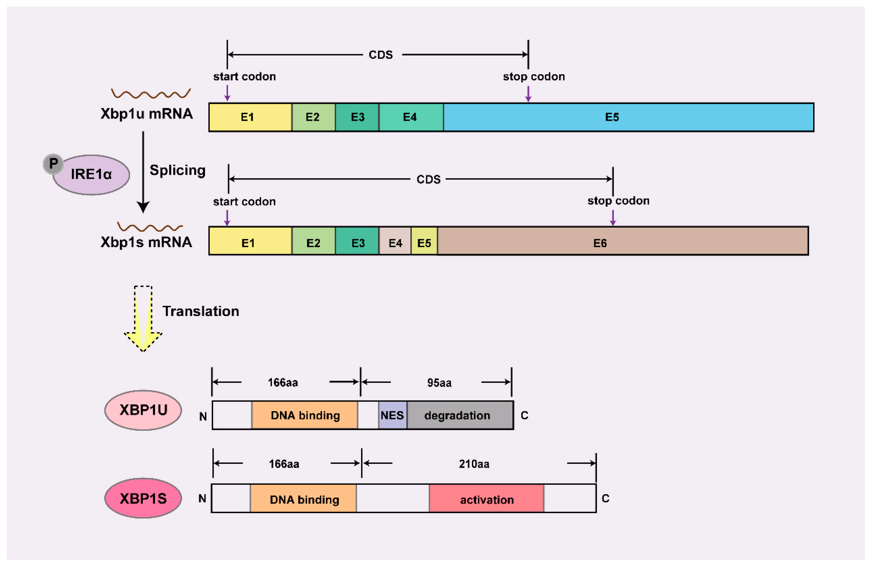 Biomedicines 13 02663 g001 Biomedicines 13 02663 g001