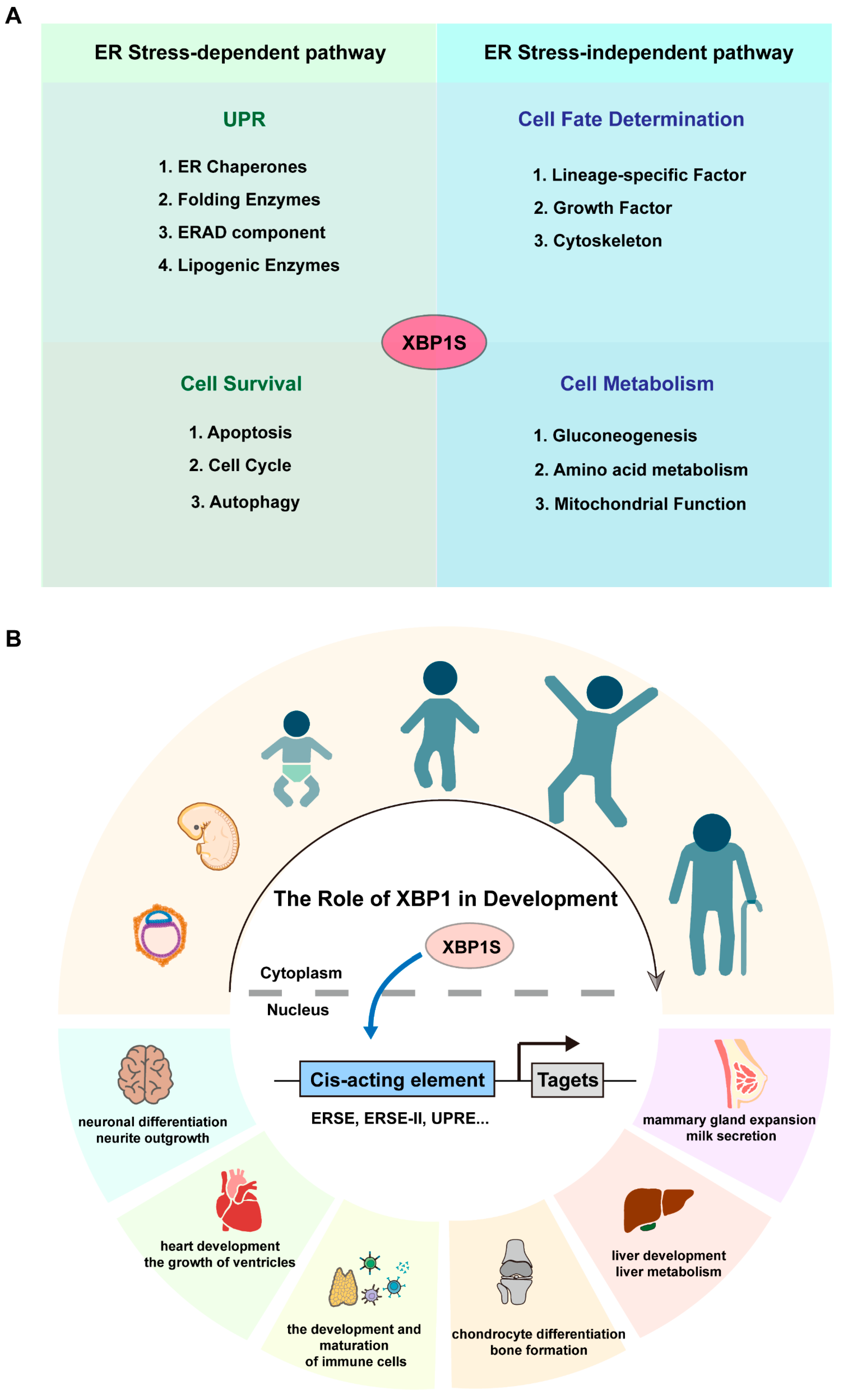 Biomedicines 13 02663 g002 Biomedicines 13 02663 g002