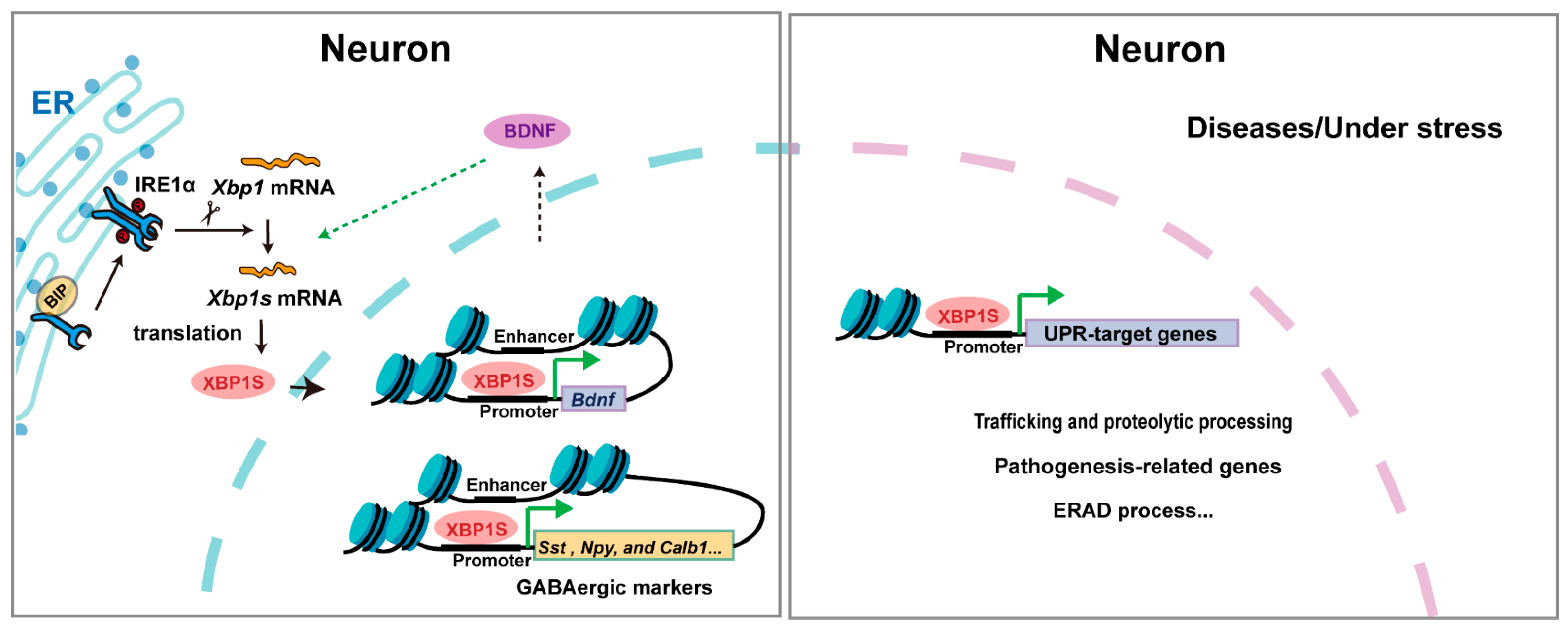 Biomedicines 13 02663 g003 Biomedicines 13 02663 g003