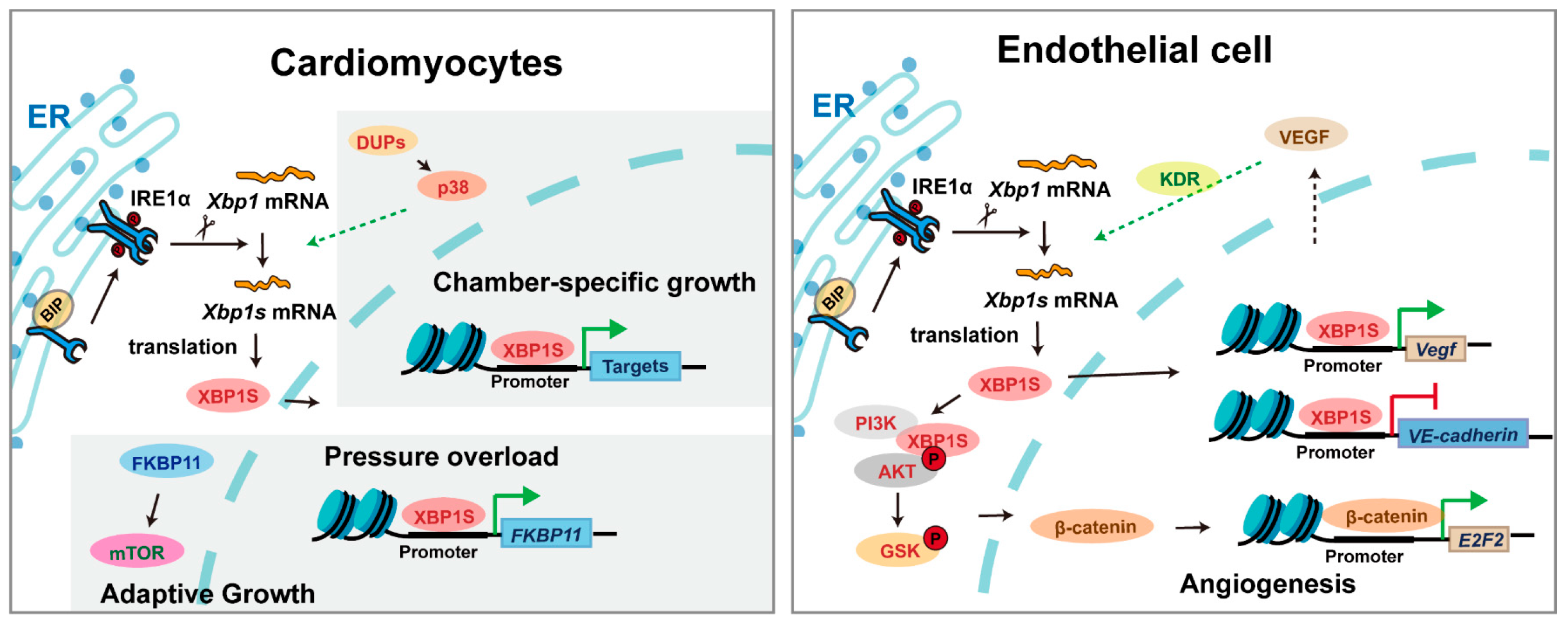 Biomedicines 13 02663 g004 Biomedicines 13 02663 g004