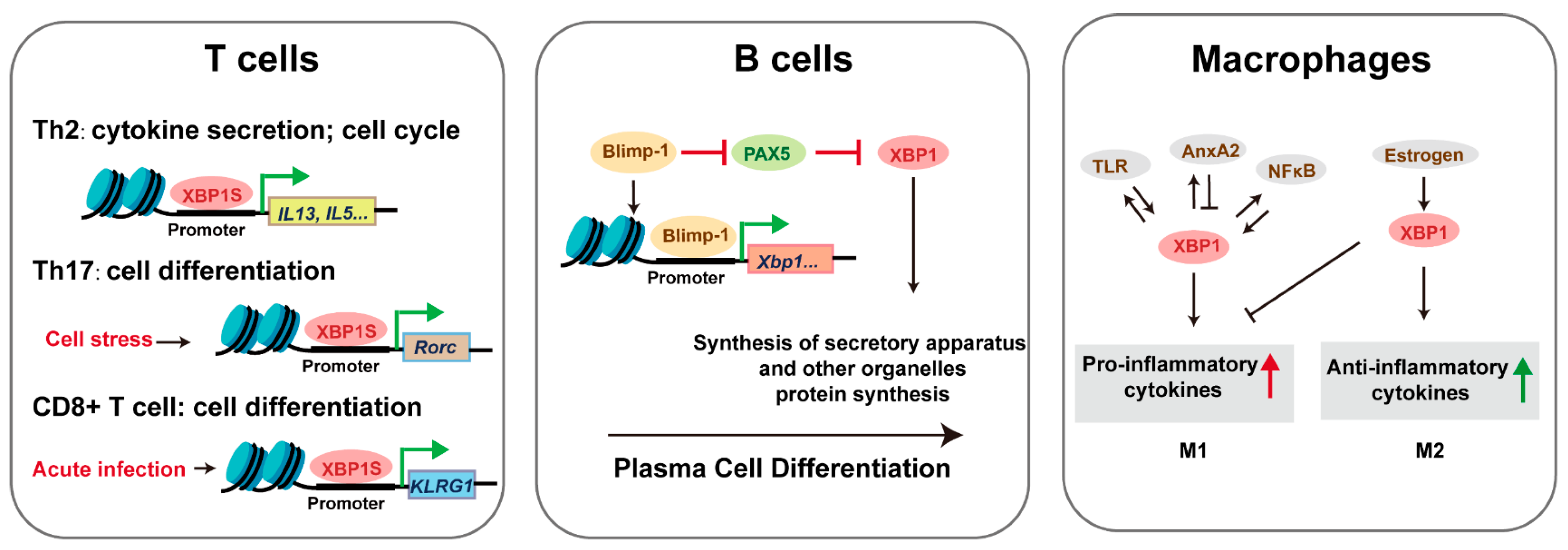 Biomedicines 13 02663 g005 Biomedicines 13 02663 g005