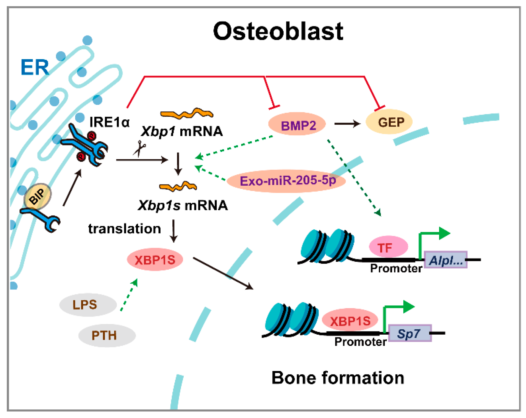 Biomedicines 13 02663 g006 Biomedicines 13 02663 g006