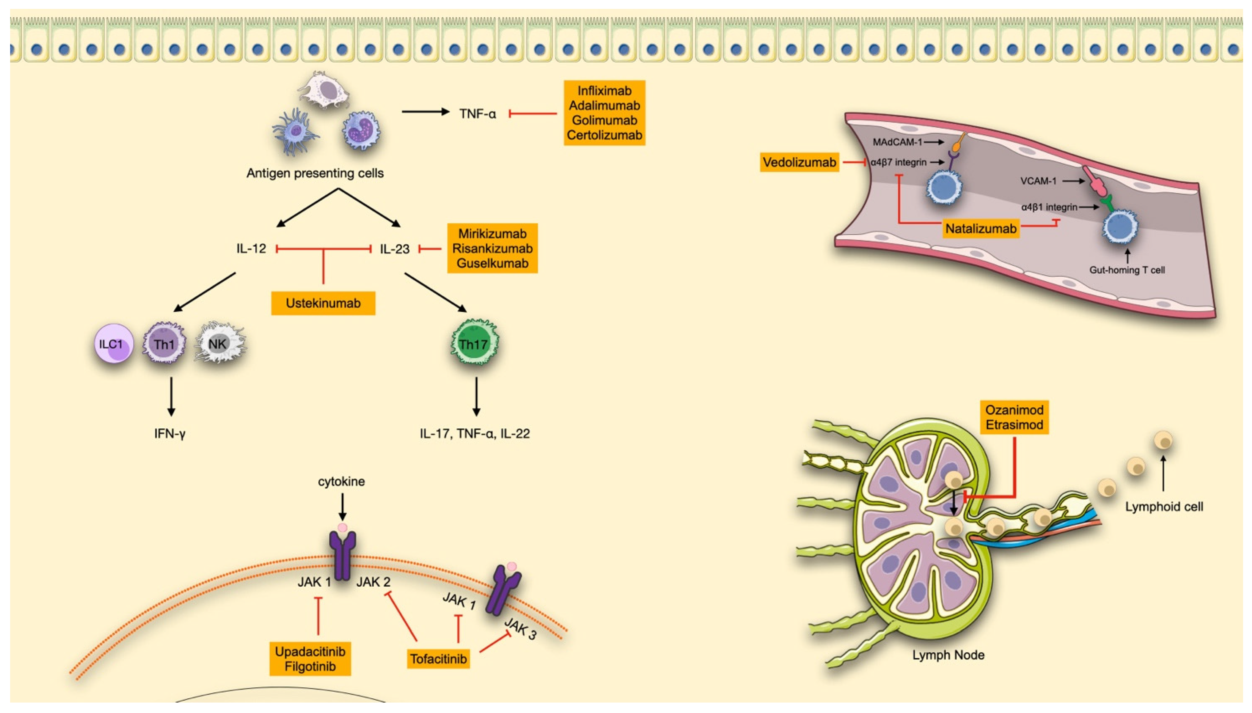 Biomedicines 13 02667 g001 Biomedicines 13 02667 g001