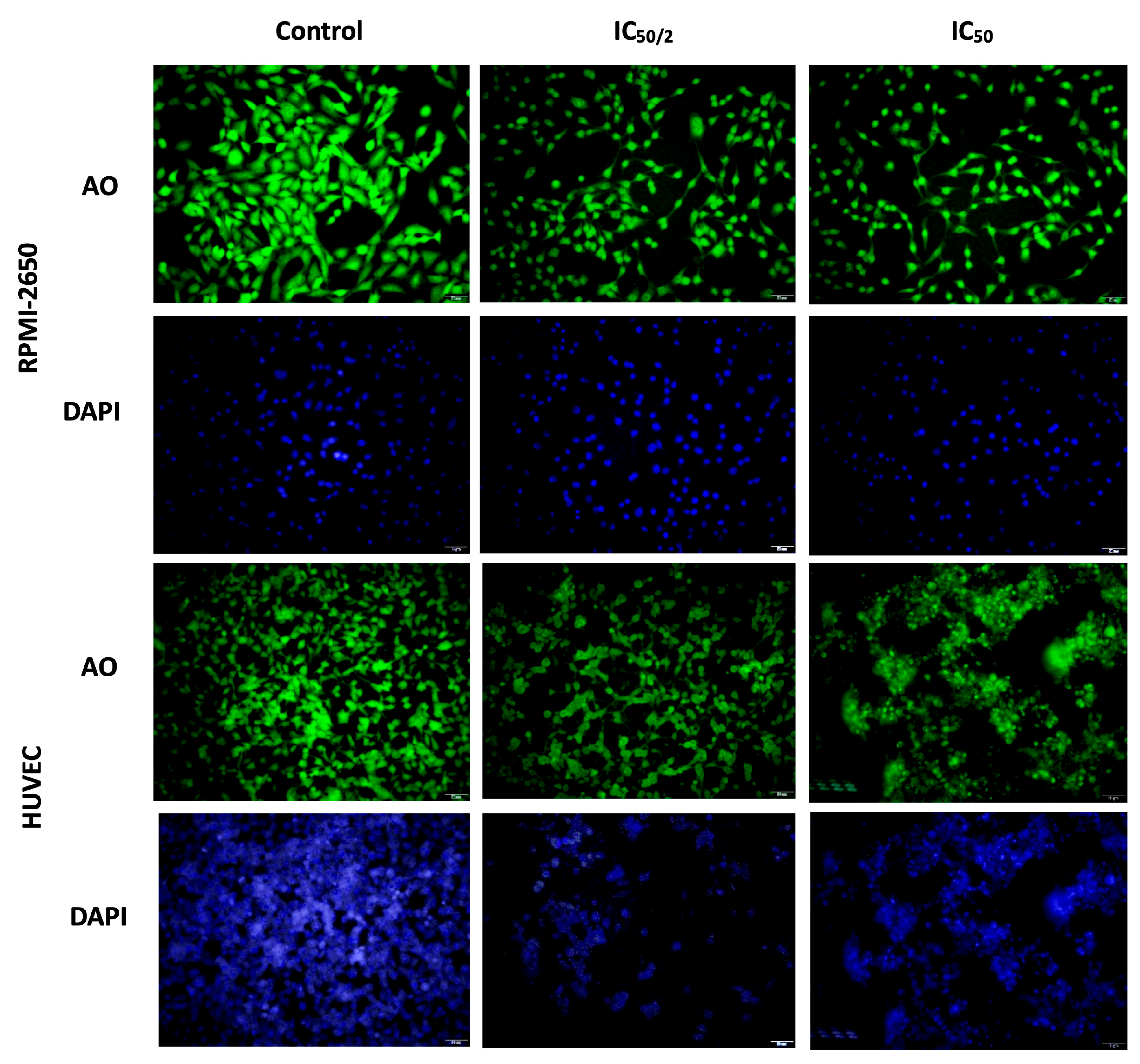 Biomedicines 13 02668 g005 Biomedicines 13 02668 g005