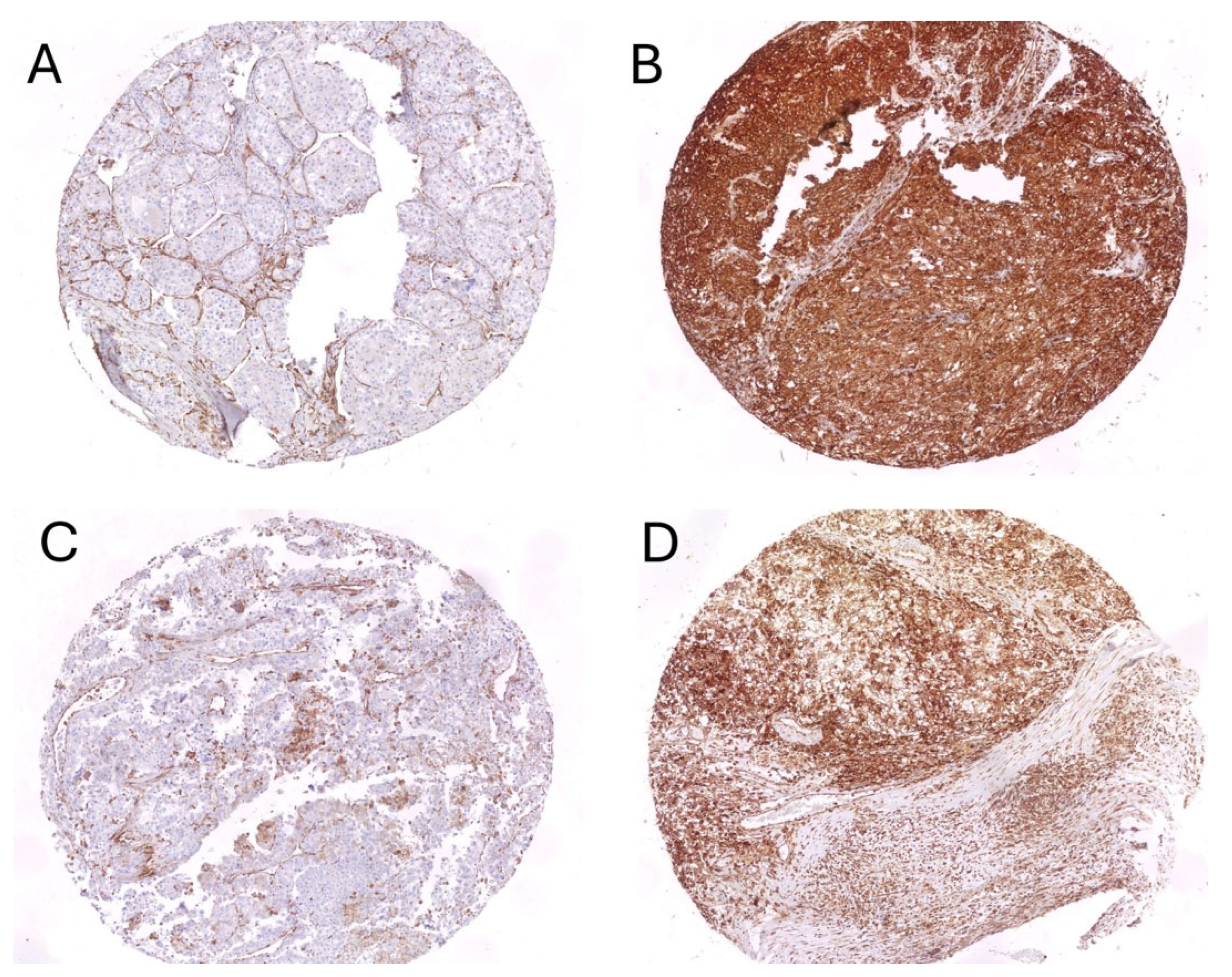 Biomedicines 13 02674 g003 Biomedicines 13 02674 g003