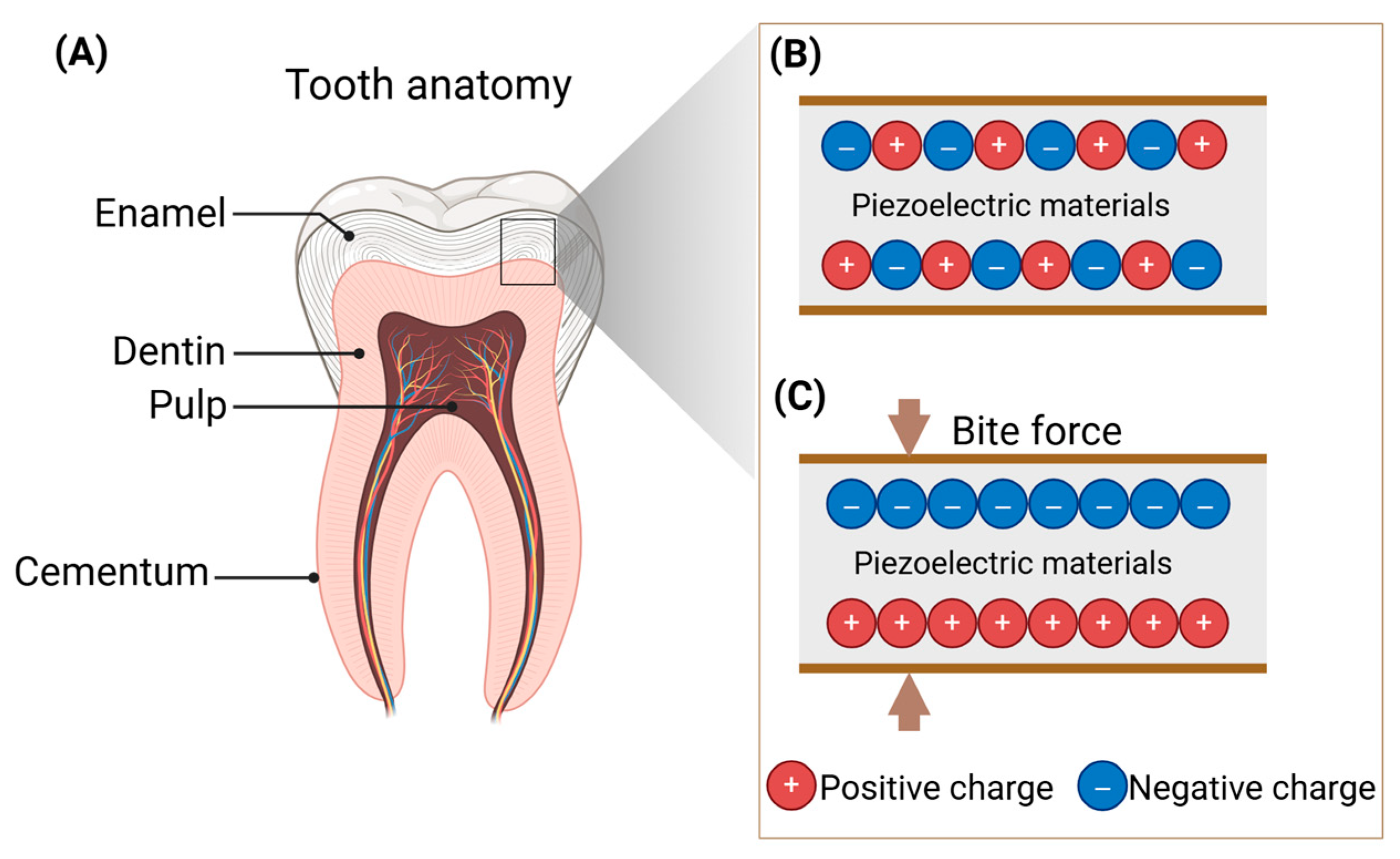 Biomedicines 13 02683 g002 Biomedicines 13 02683 g002