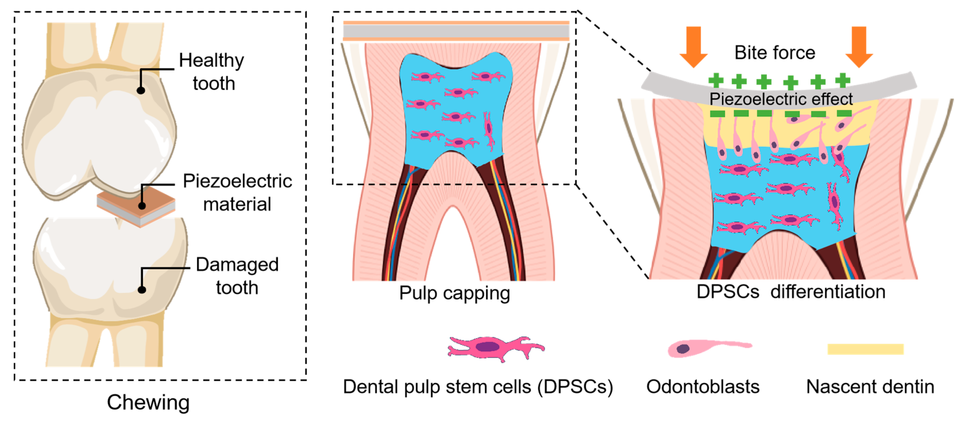 Biomedicines 13 02683 g003 Biomedicines 13 02683 g003