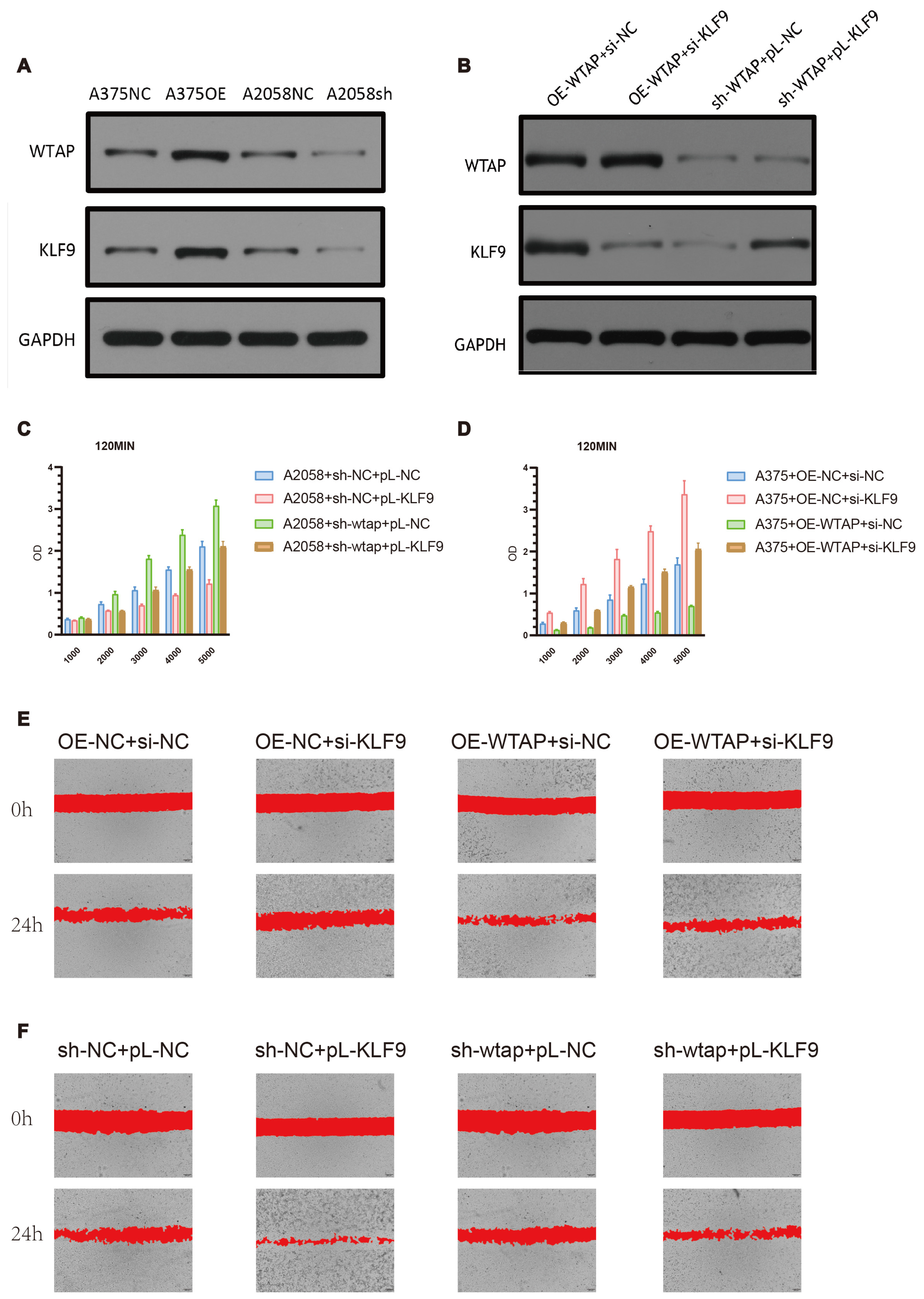 Biomedicines 13 02685 g007