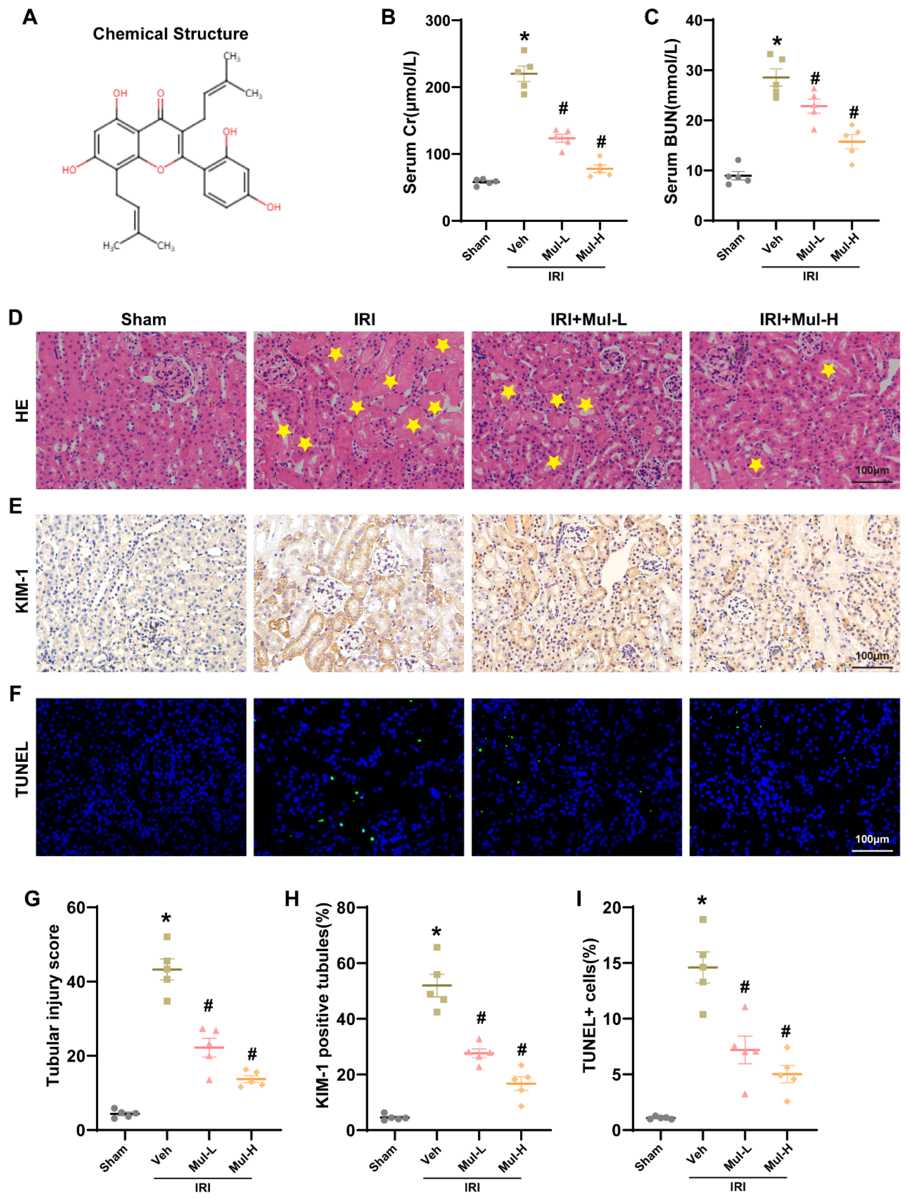 Biomedicines 13 02687 g001 Biomedicines 13 02687 g001