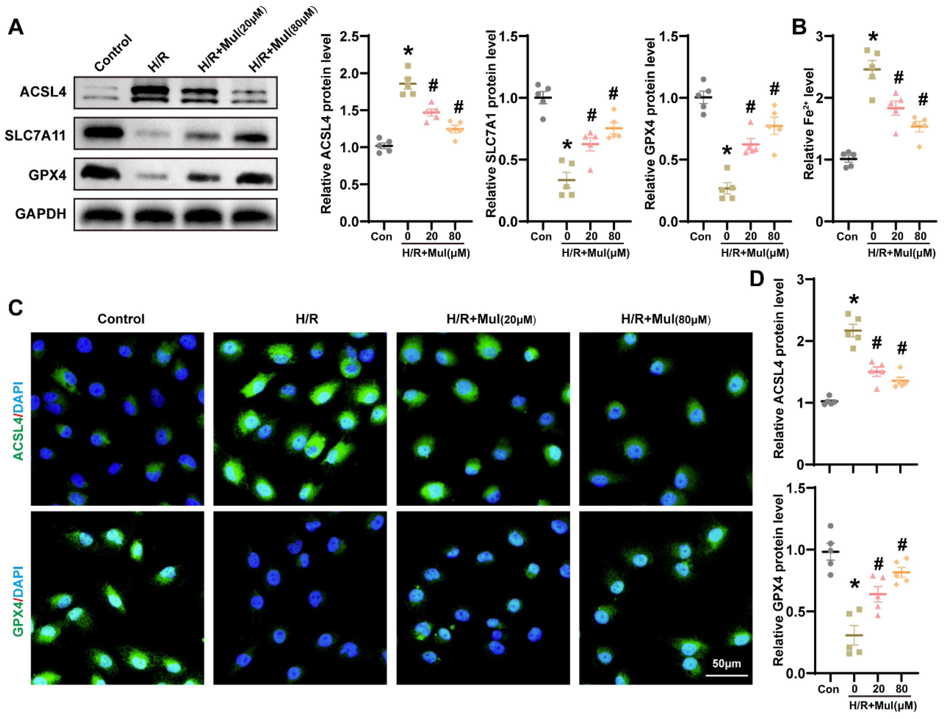 Biomedicines 13 02687 g004 Biomedicines 13 02687 g004