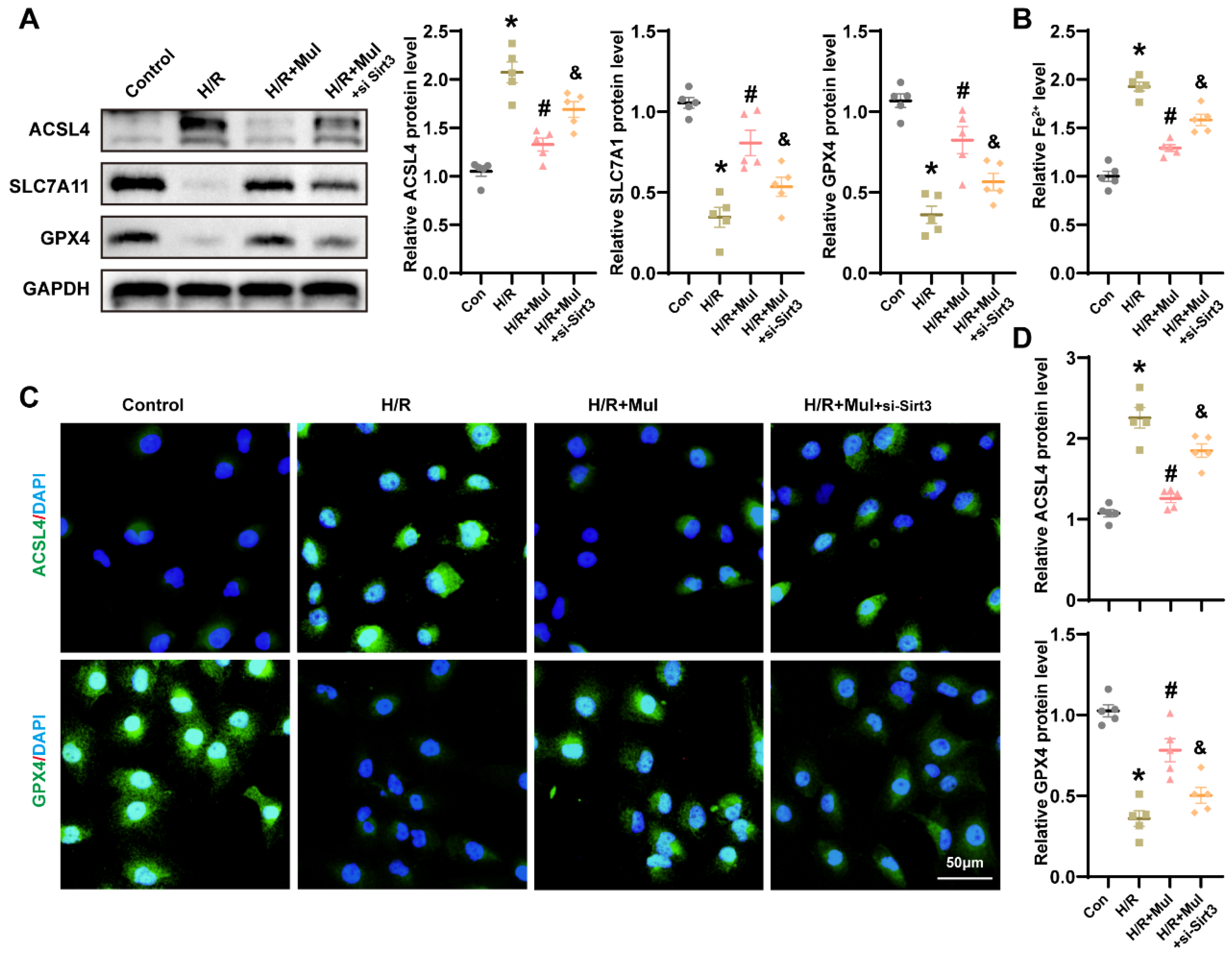 Biomedicines 13 02687 g007 Biomedicines 13 02687 g007