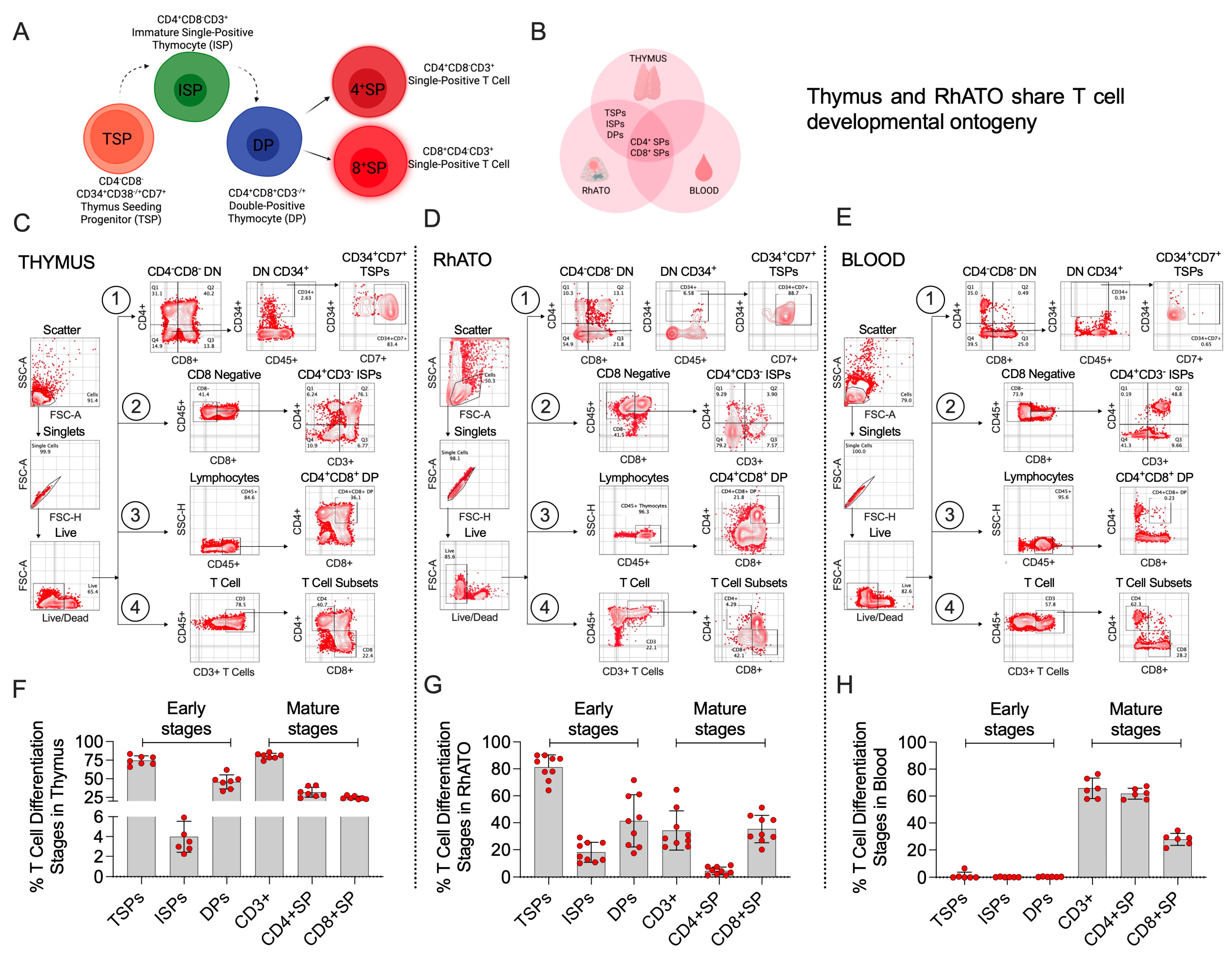 Biomedicines 13 02692 g003 Biomedicines 13 02692 g003