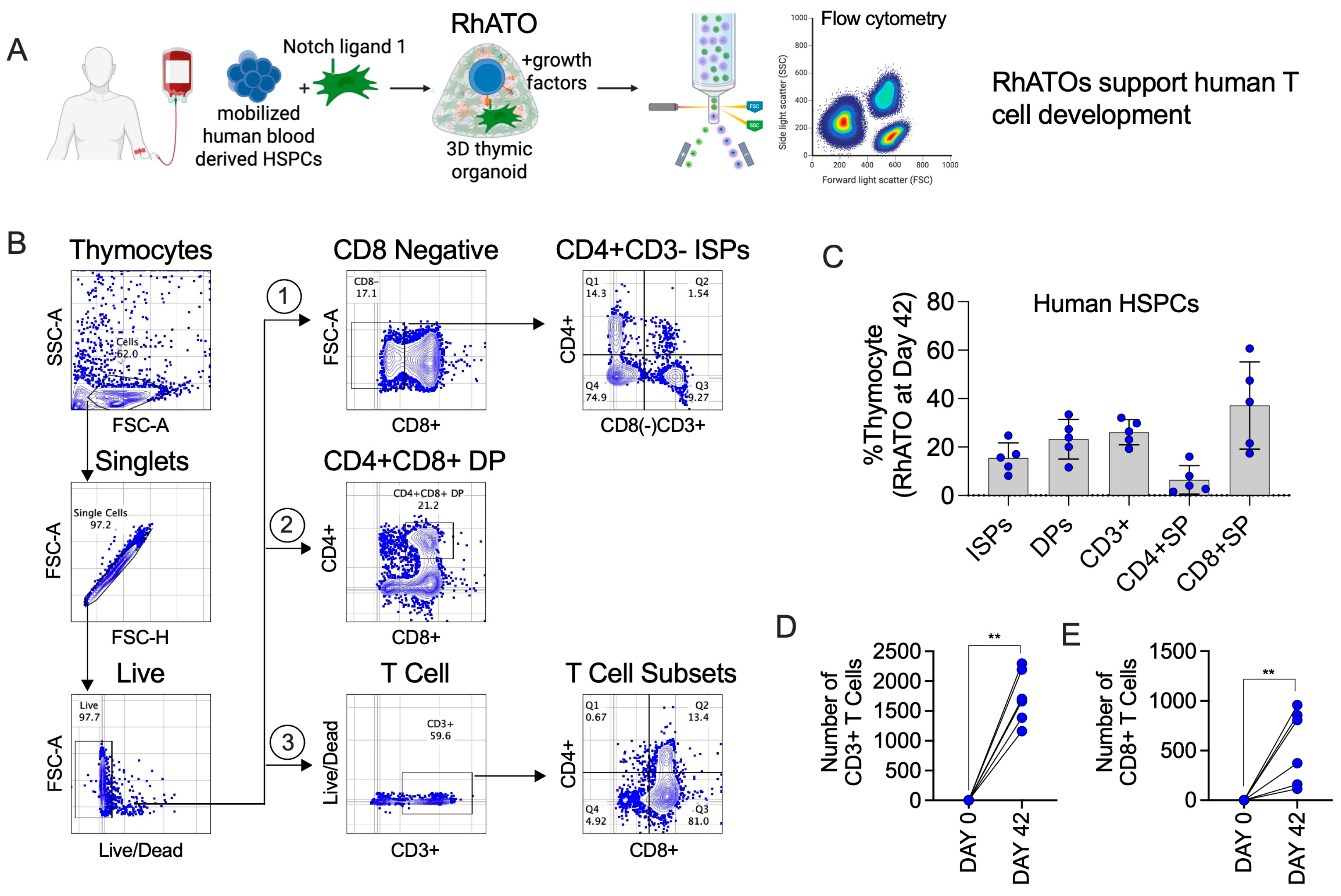 Biomedicines 13 02692 g005 Biomedicines 13 02692 g005
