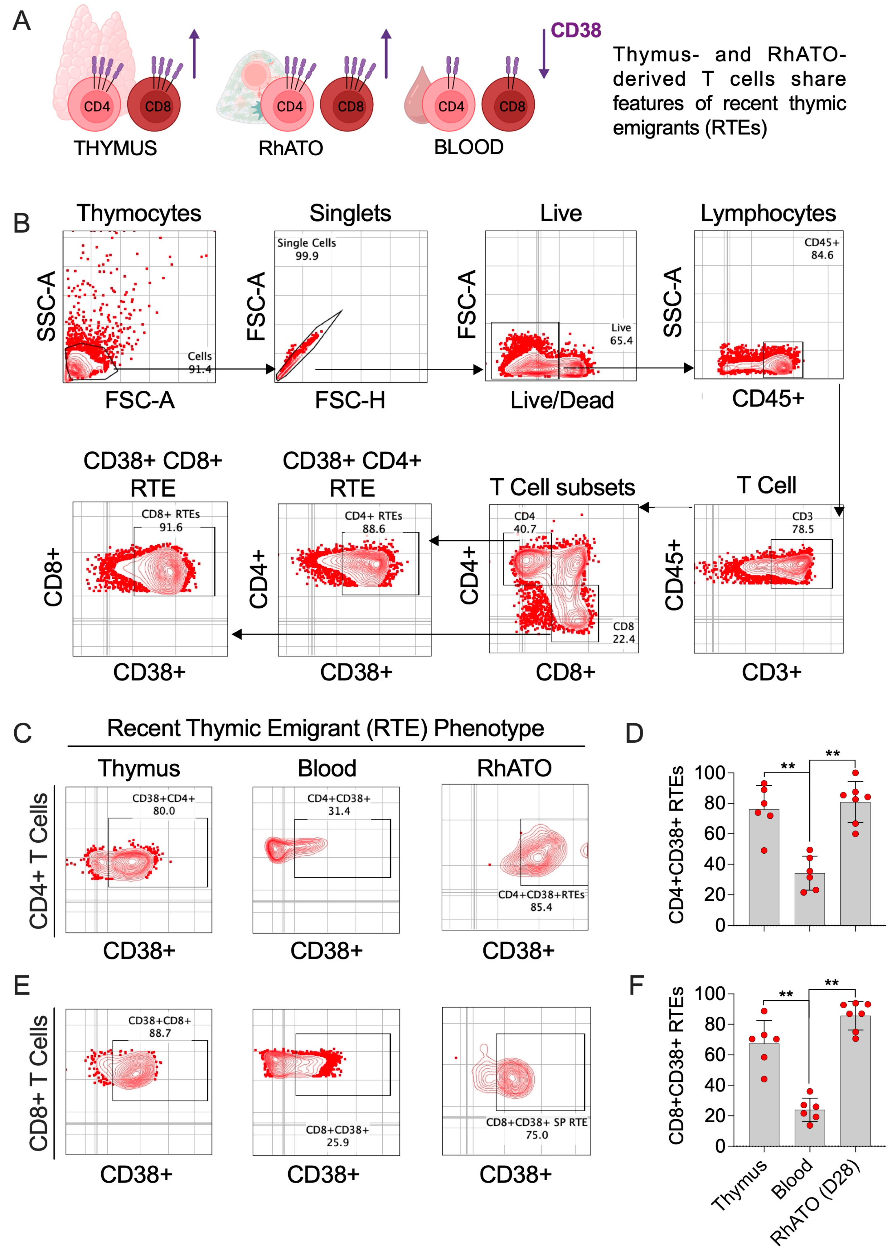 Biomedicines 13 02692 g006 Biomedicines 13 02692 g006