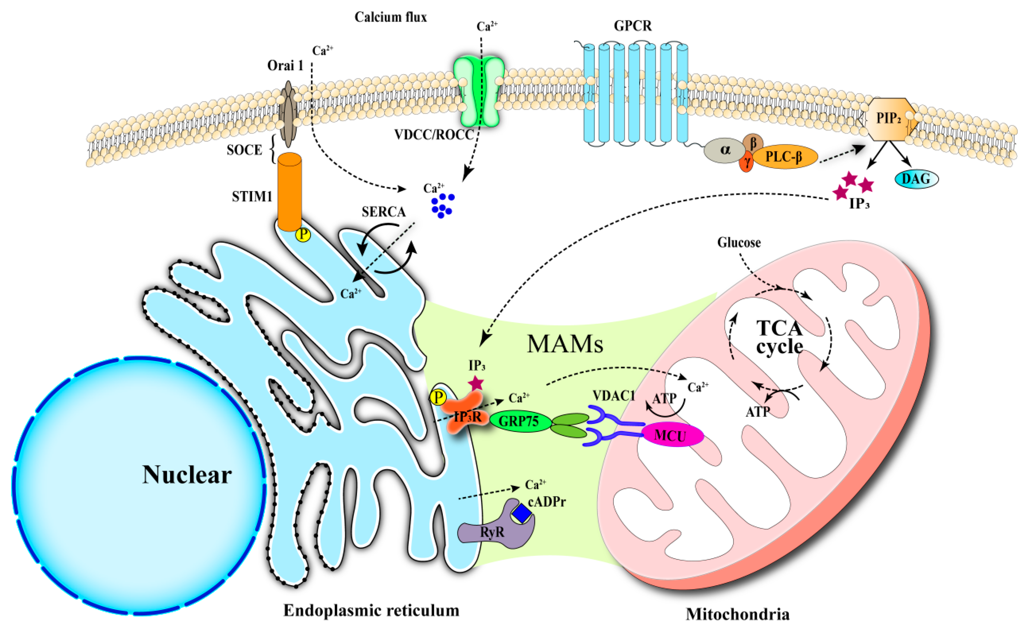 Biomedicines 13 02694 g001
