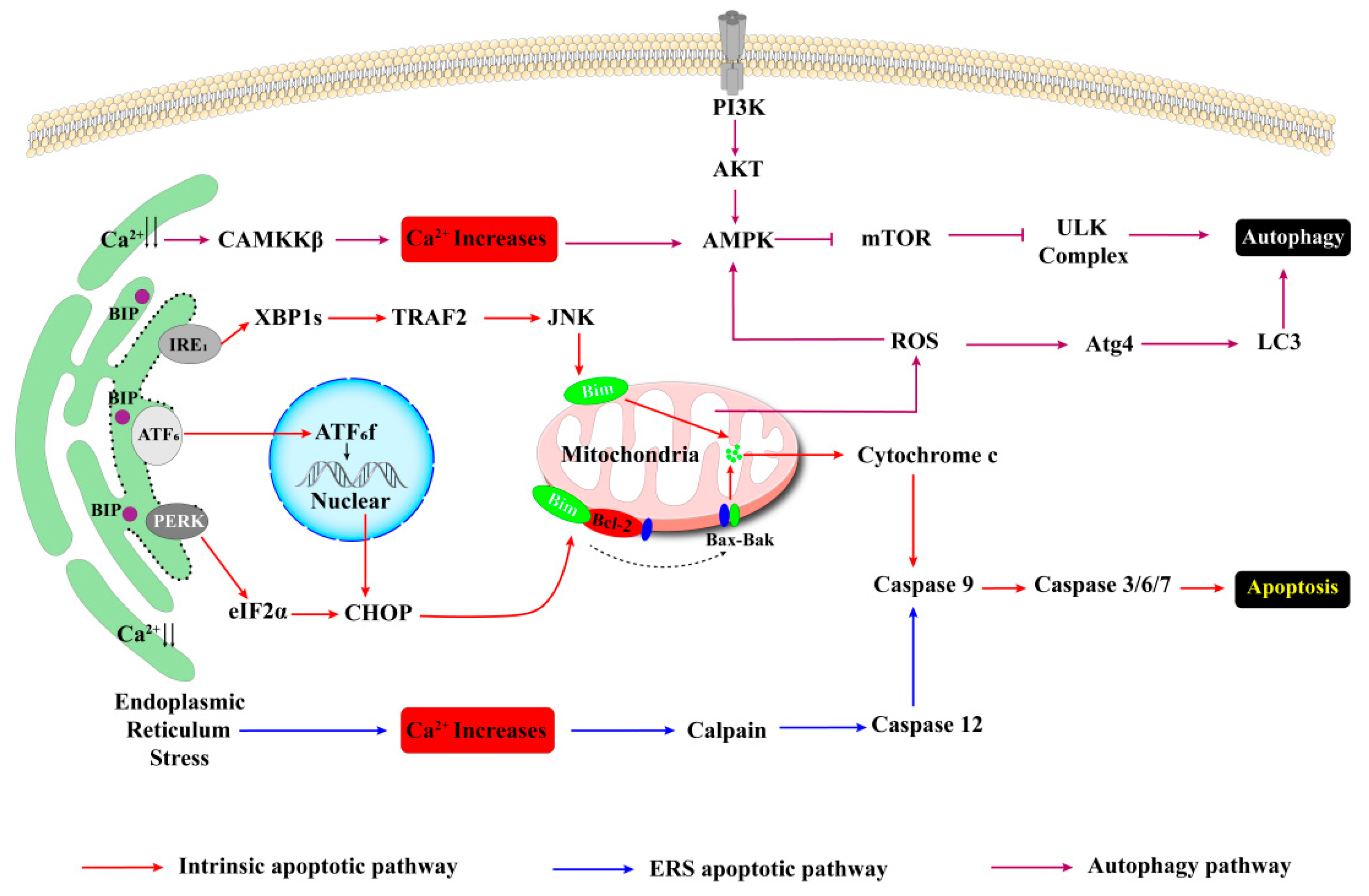 Biomedicines 13 02694 g002
