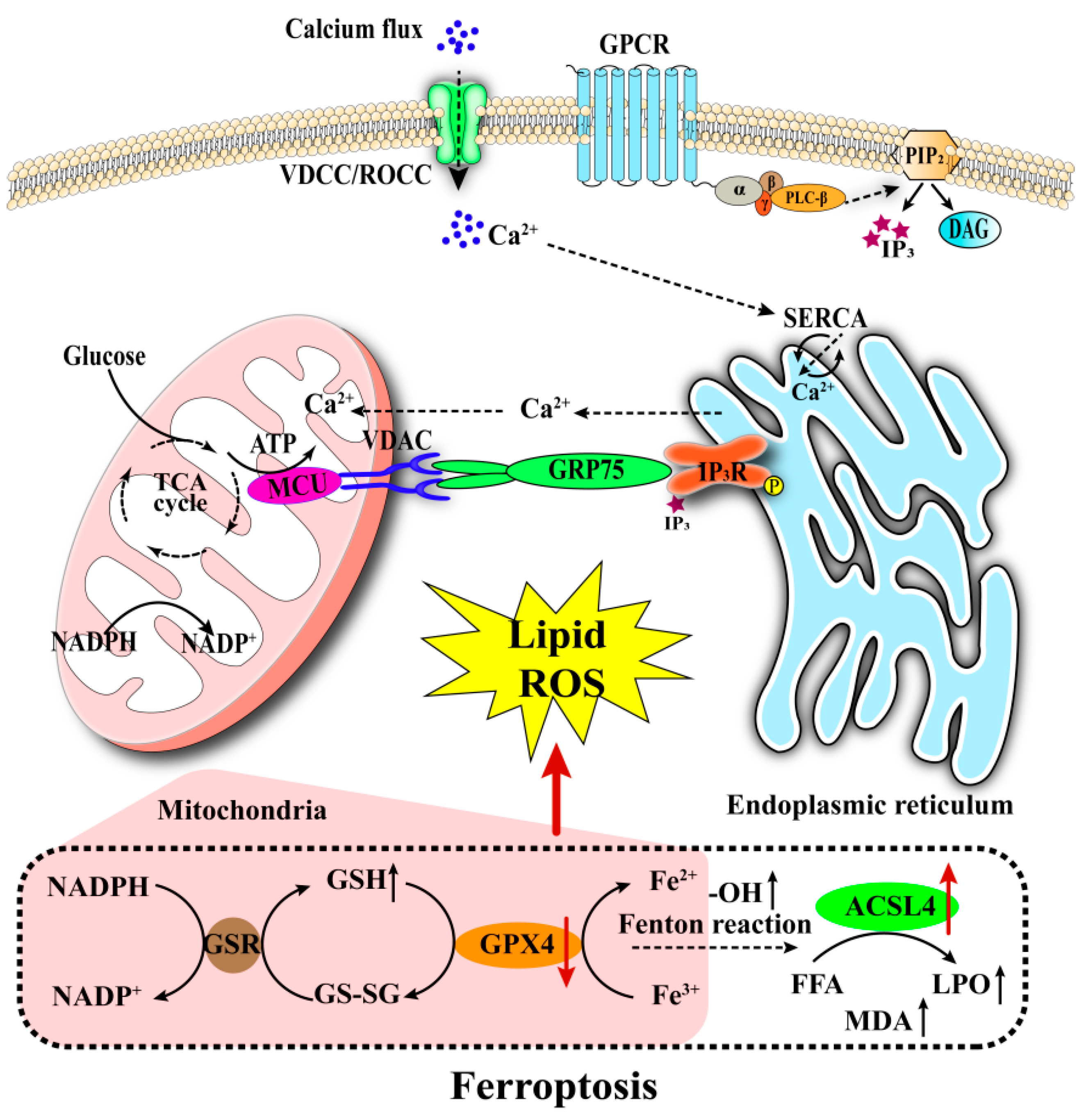 Biomedicines 13 02694 g003