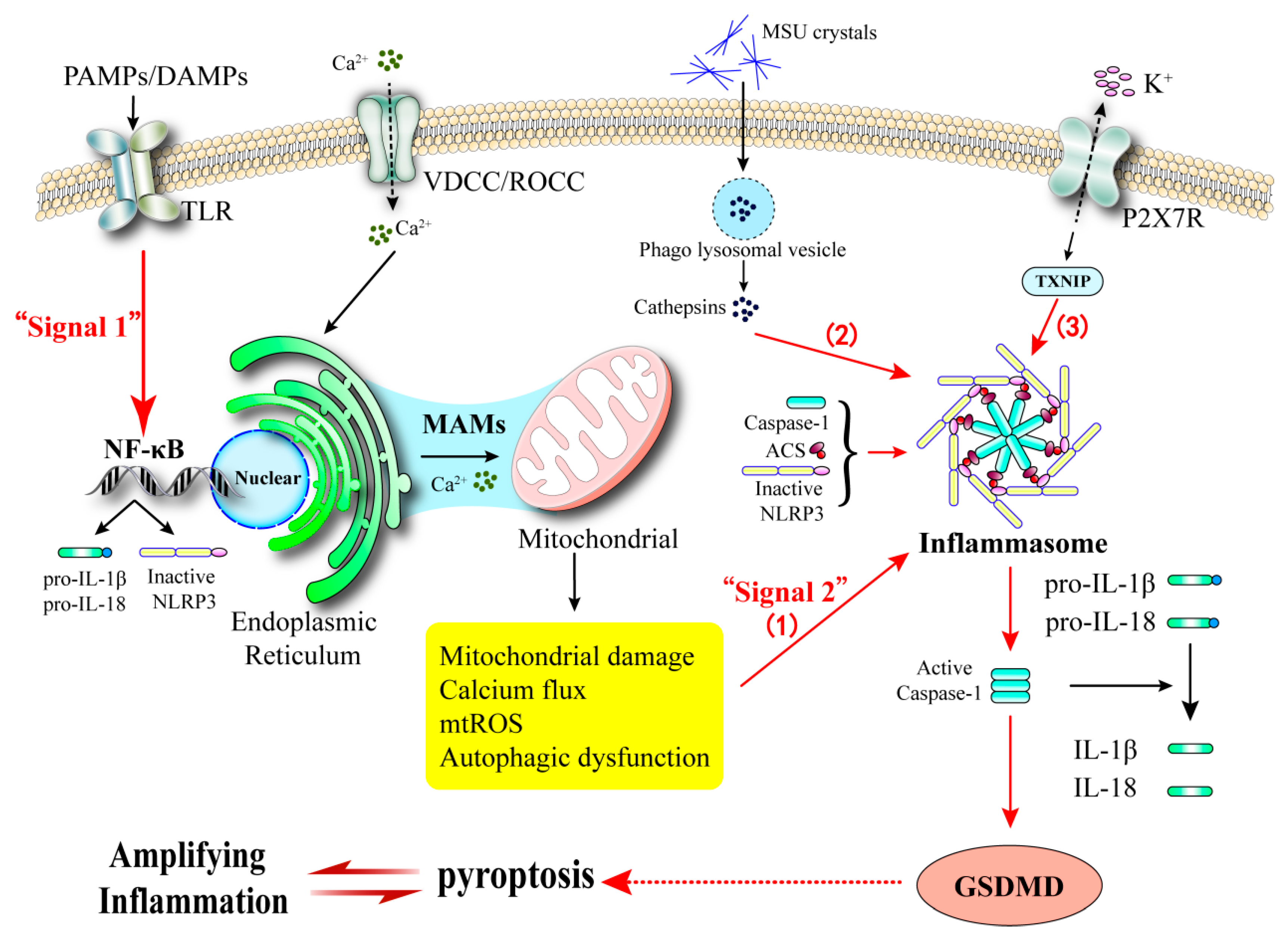 Biomedicines 13 02694 g004