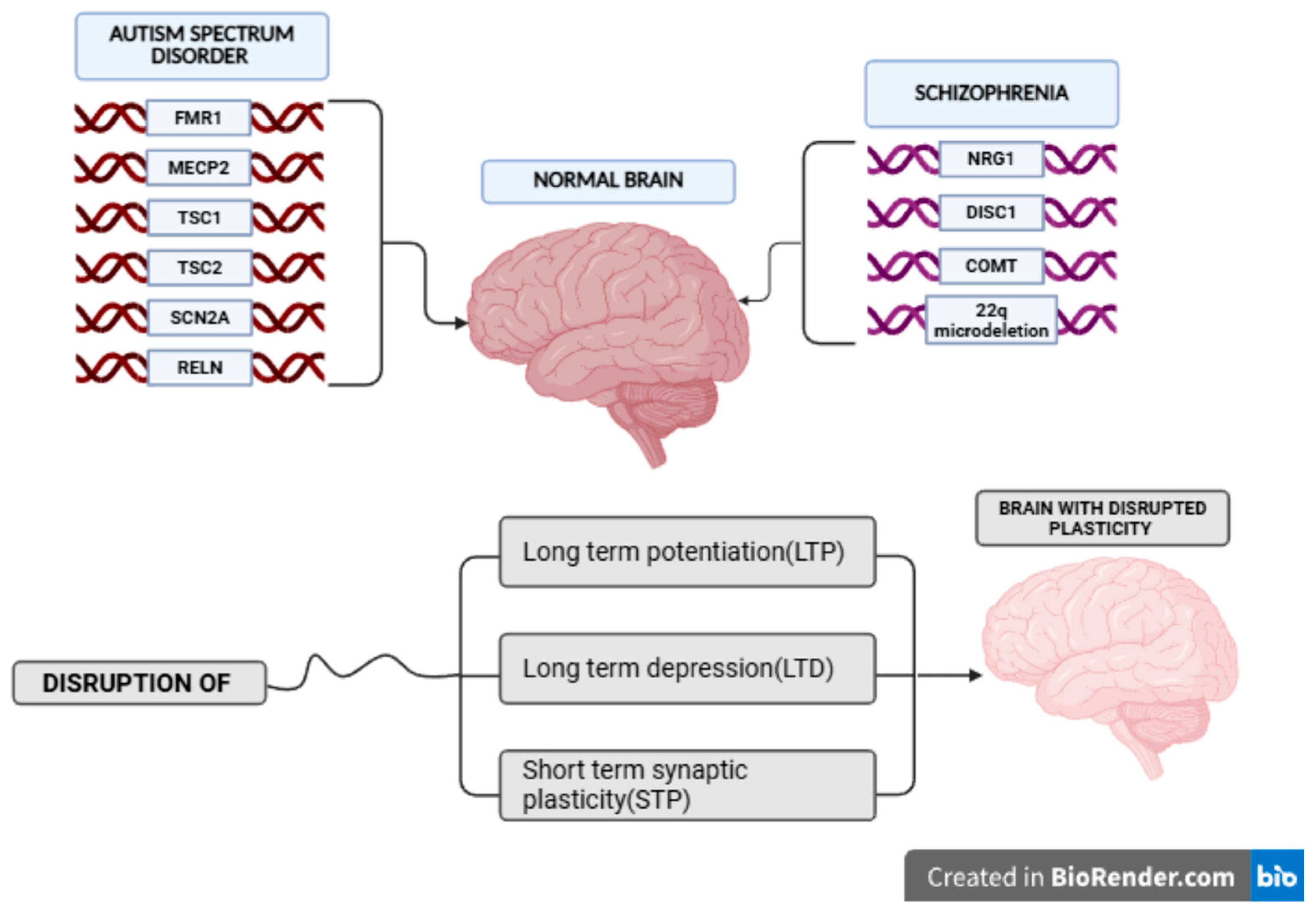 Biomedicines 13 02695 g001