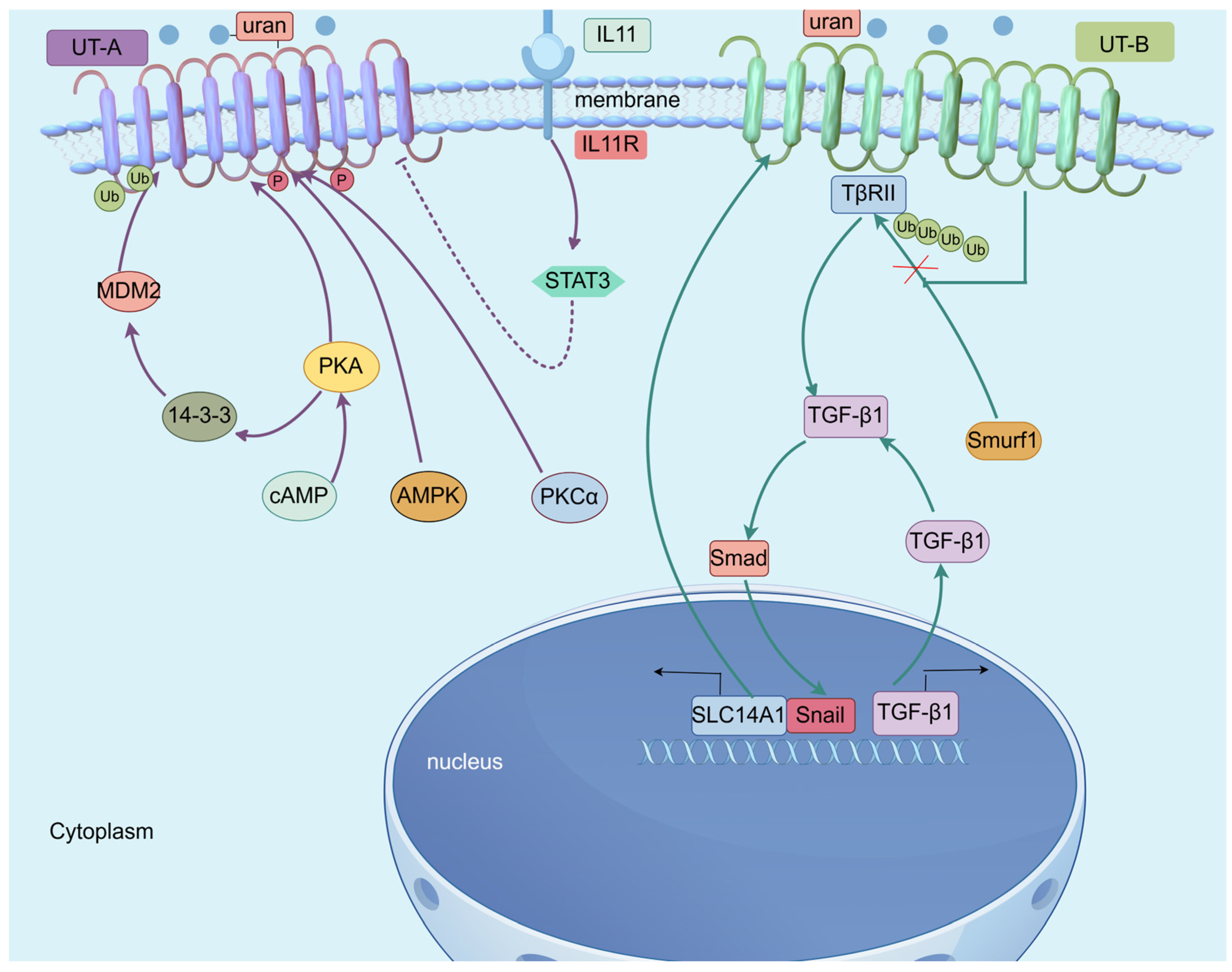 Biomedicines 13 02699 g003 Biomedicines 13 02699 g003