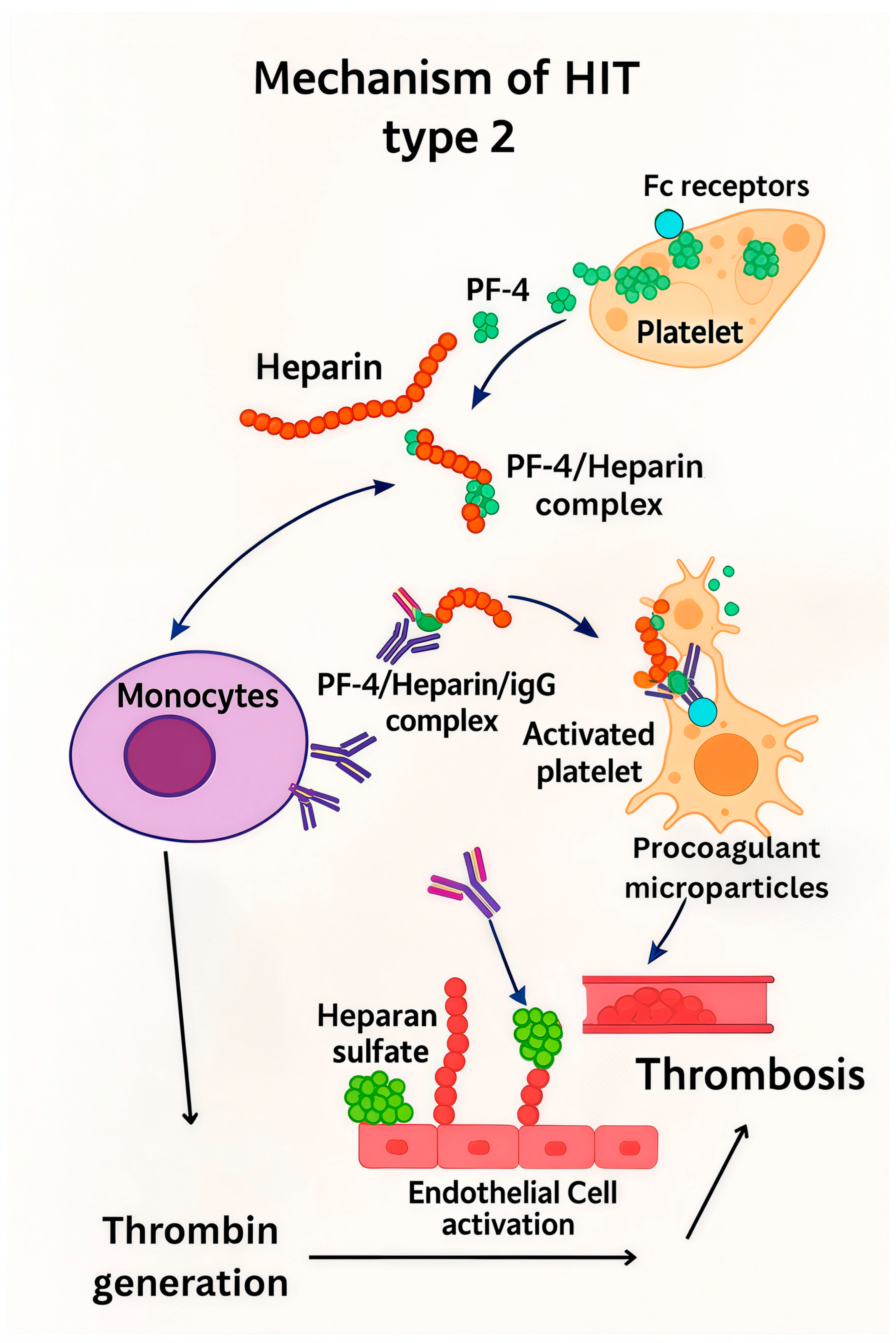 Biomedicines 13 02705 g001 Biomedicines 13 02705 g001